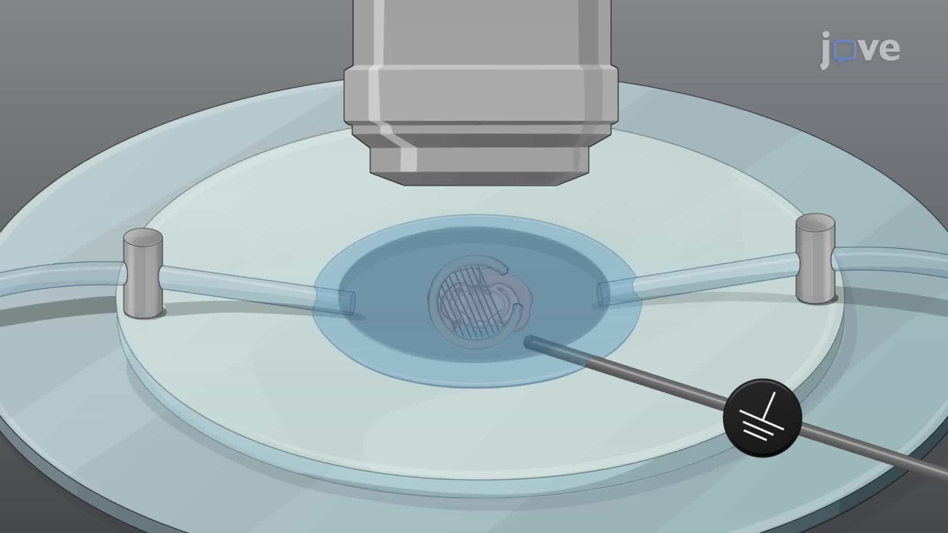 Measuring Neural Activity in a Mouse Brain Slice after Prolonged Incubation