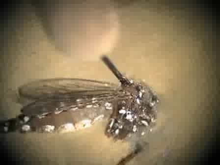 Dissection of Midgut and Salivary Glands from Ae. aegypti Mosquitoes