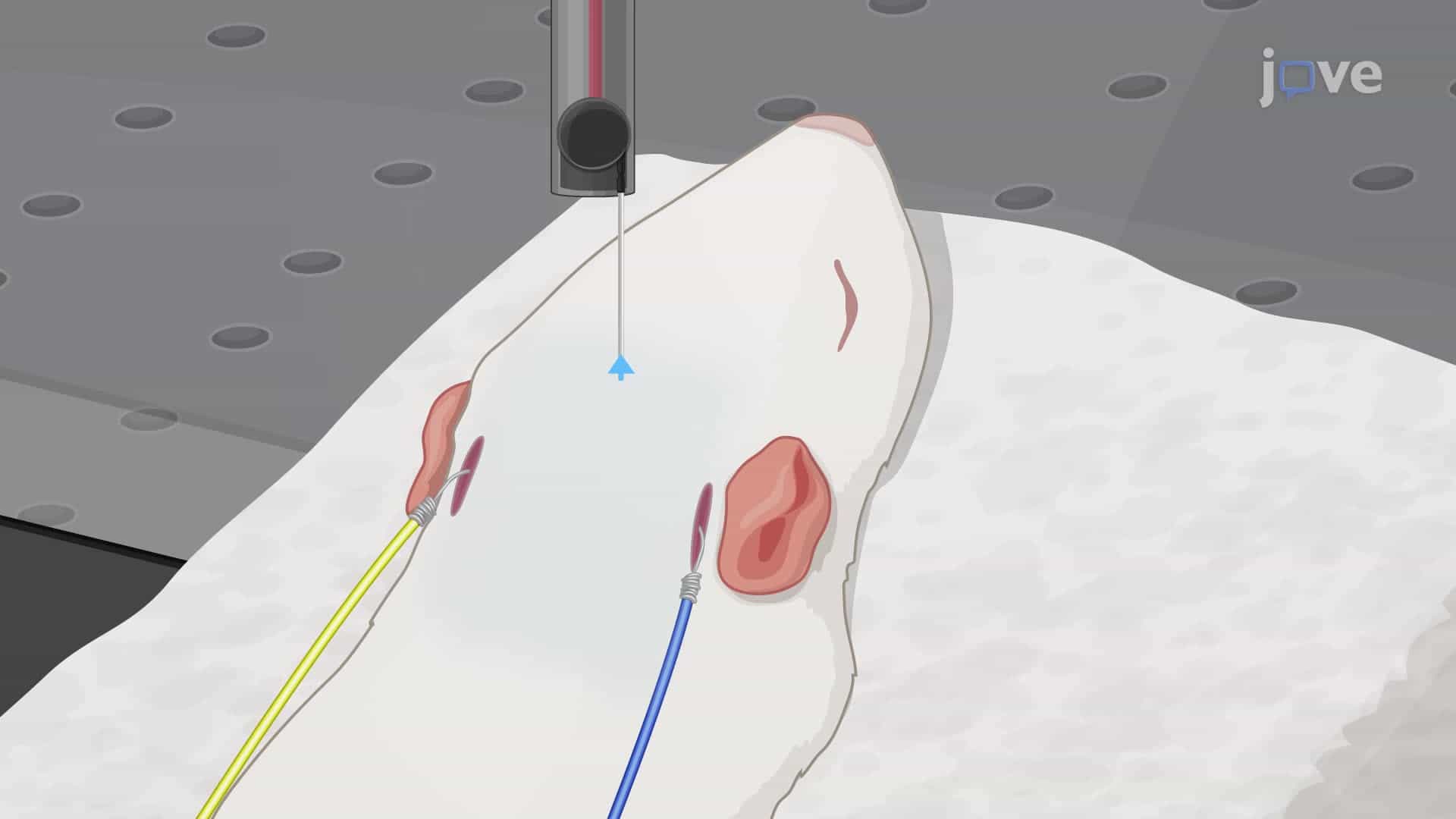 Recording Auditory Brainstem Responses in a Rat Pup