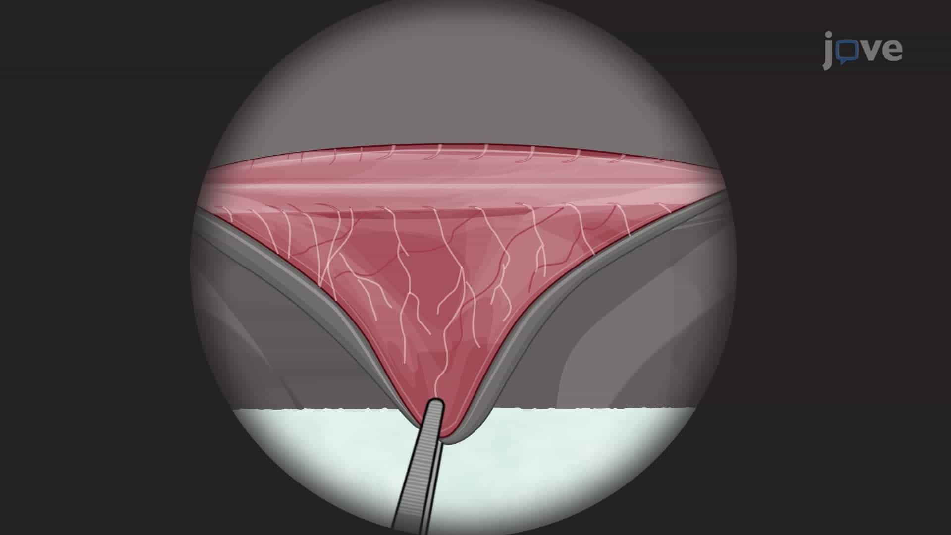 Testing Sensory Nerve Function in a Surgically Denervated Mouse Model