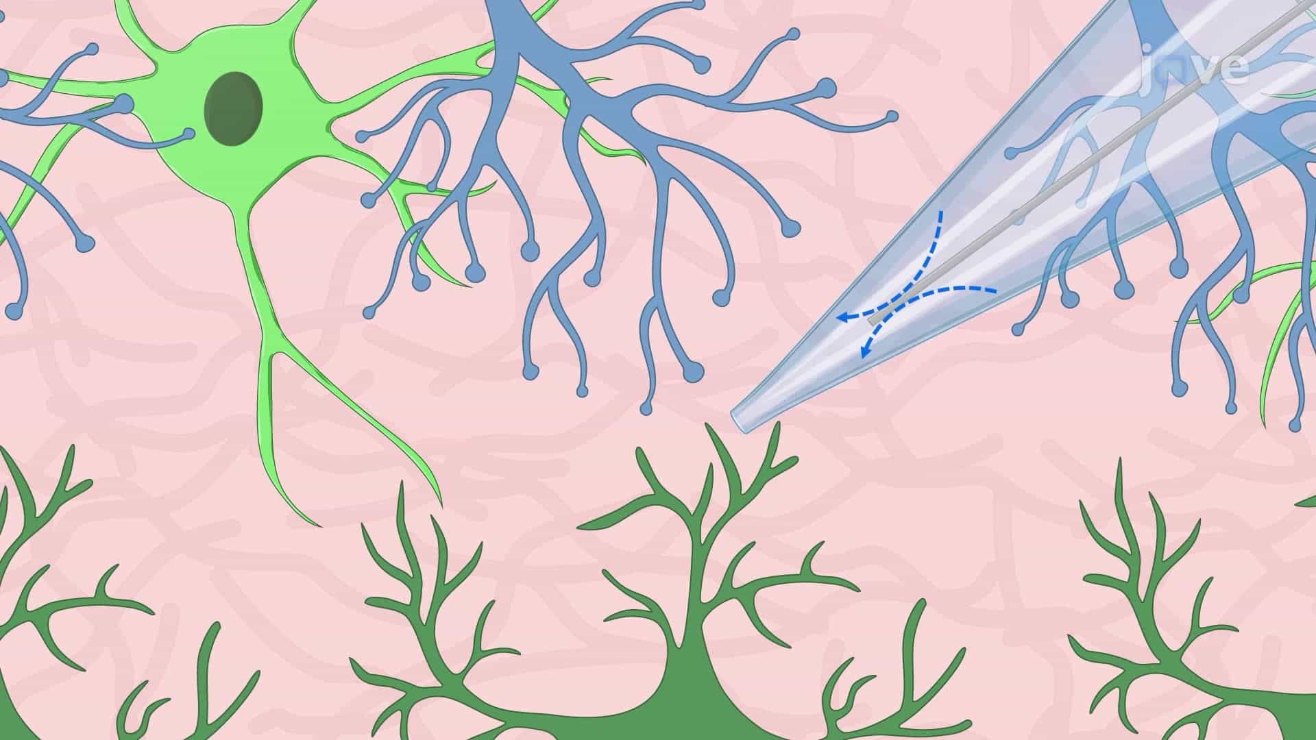 Visualization and Mapping of Neuronal Pathways in an Amygdala Brain Slice