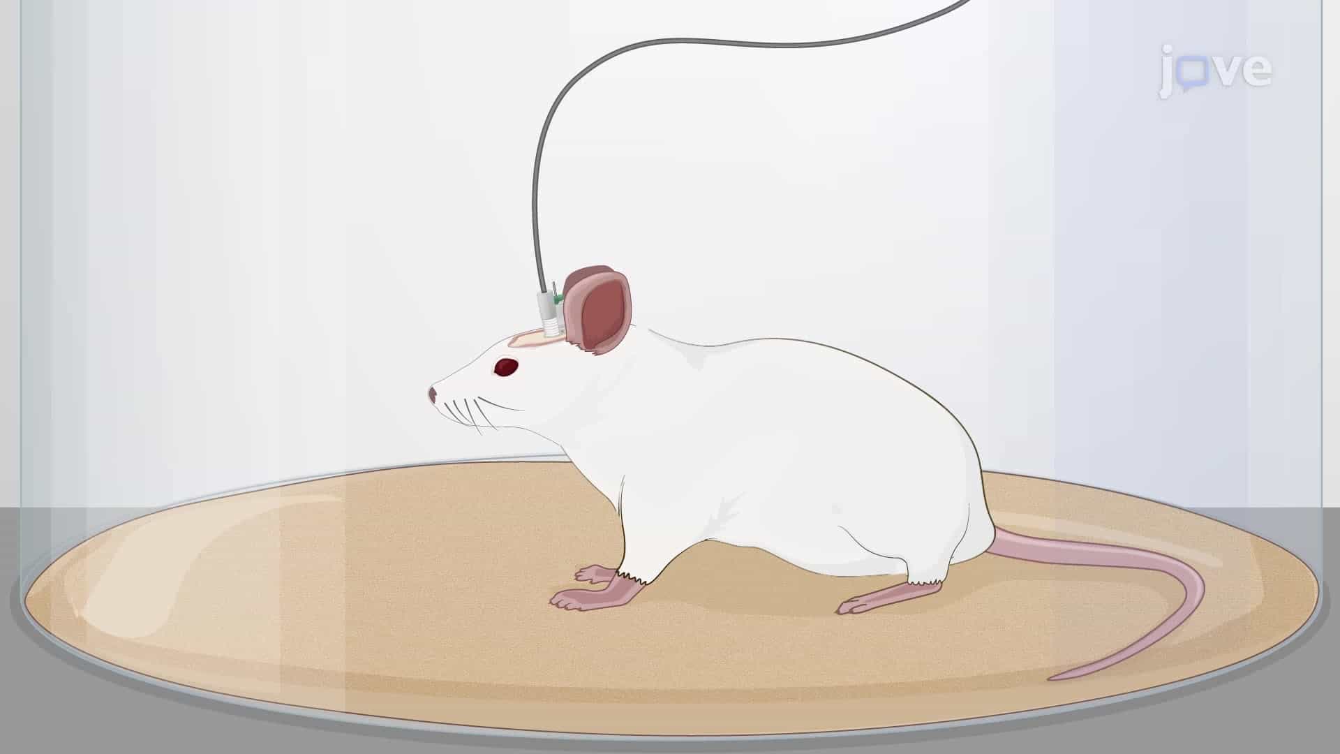 Electroencephalographic Recording of Epileptic Seizures in Epilepsy-Induced Rats