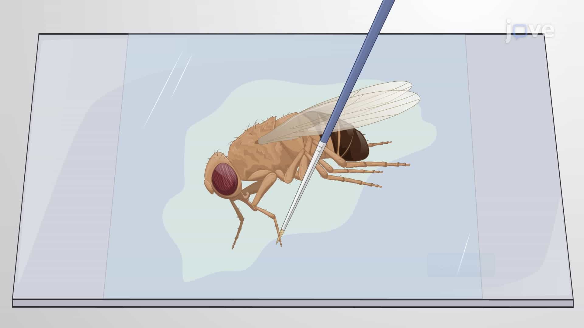 Detecting Physiological Responses from Sensory Neurons in Drosophila