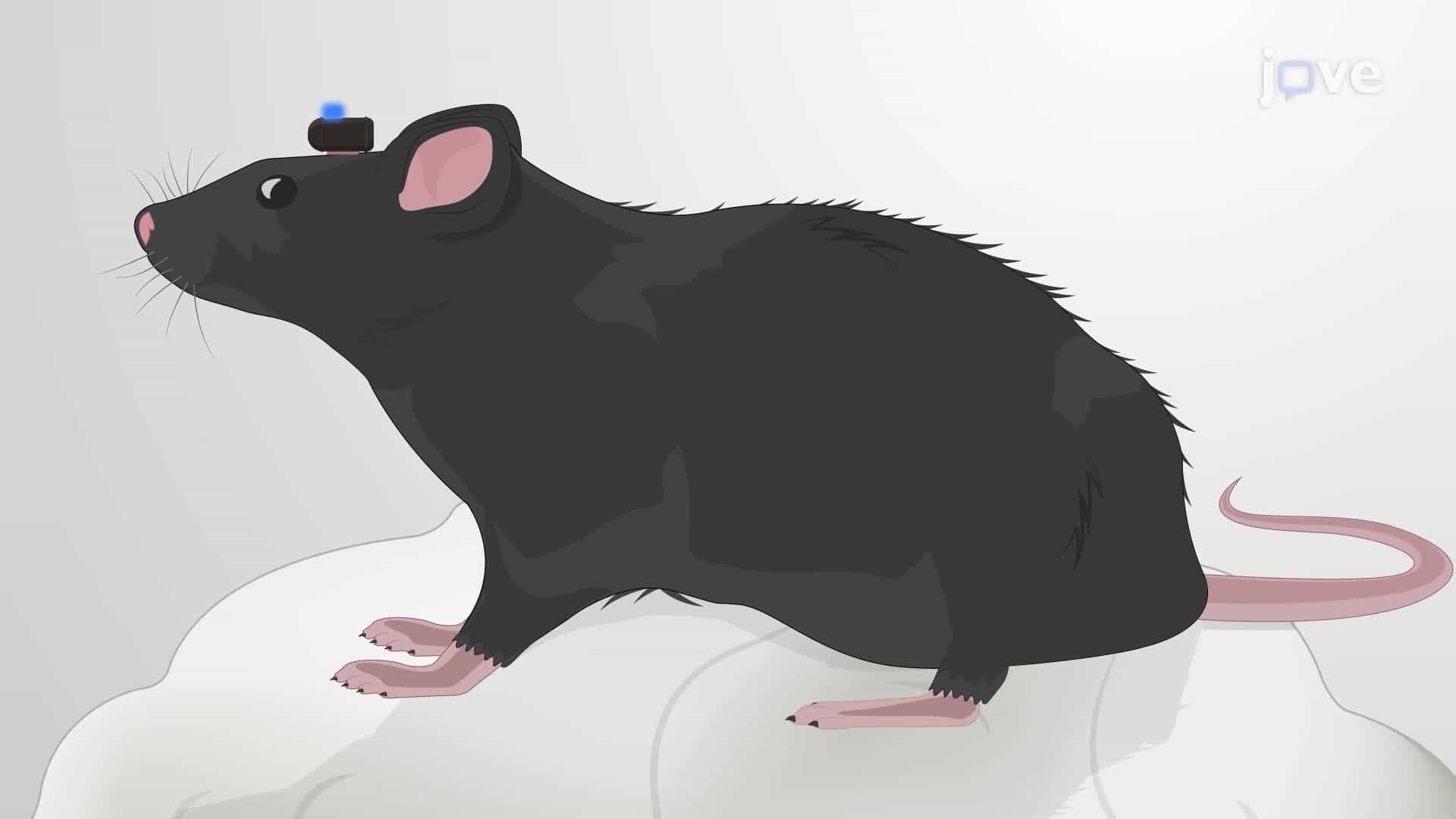 Triggering a Closed-Loop Stimulation by Neuron Spiking Activity