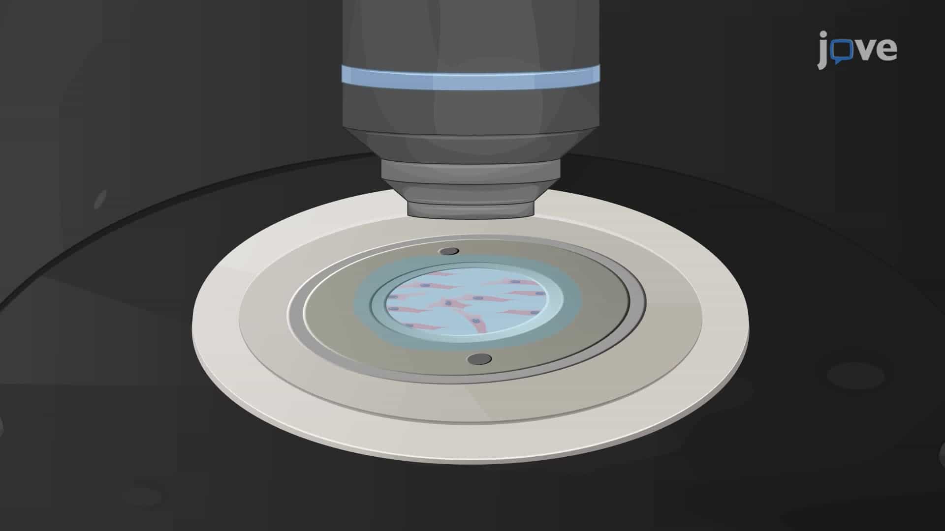 Optogenetic Electrophysiology Recording of Cells with Light-Dependent Ion Channels