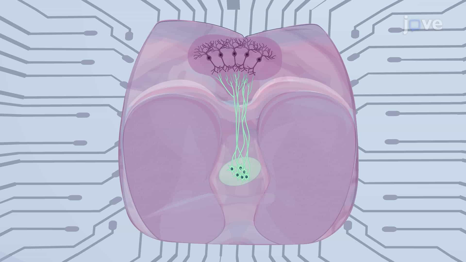 Impact of Direct Current Stimulation on Evoked Epileptic Seizures in Mouse Brain Slices