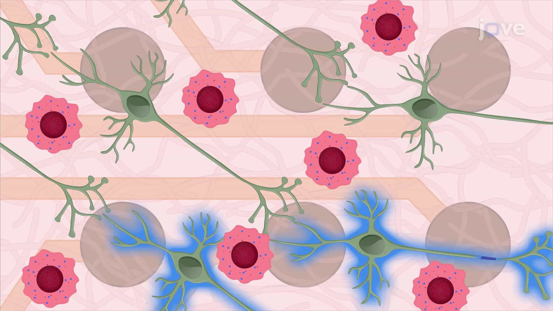Assessing Glutamatergic Neurons and Glioma Cells Interactions in a Co-Culture