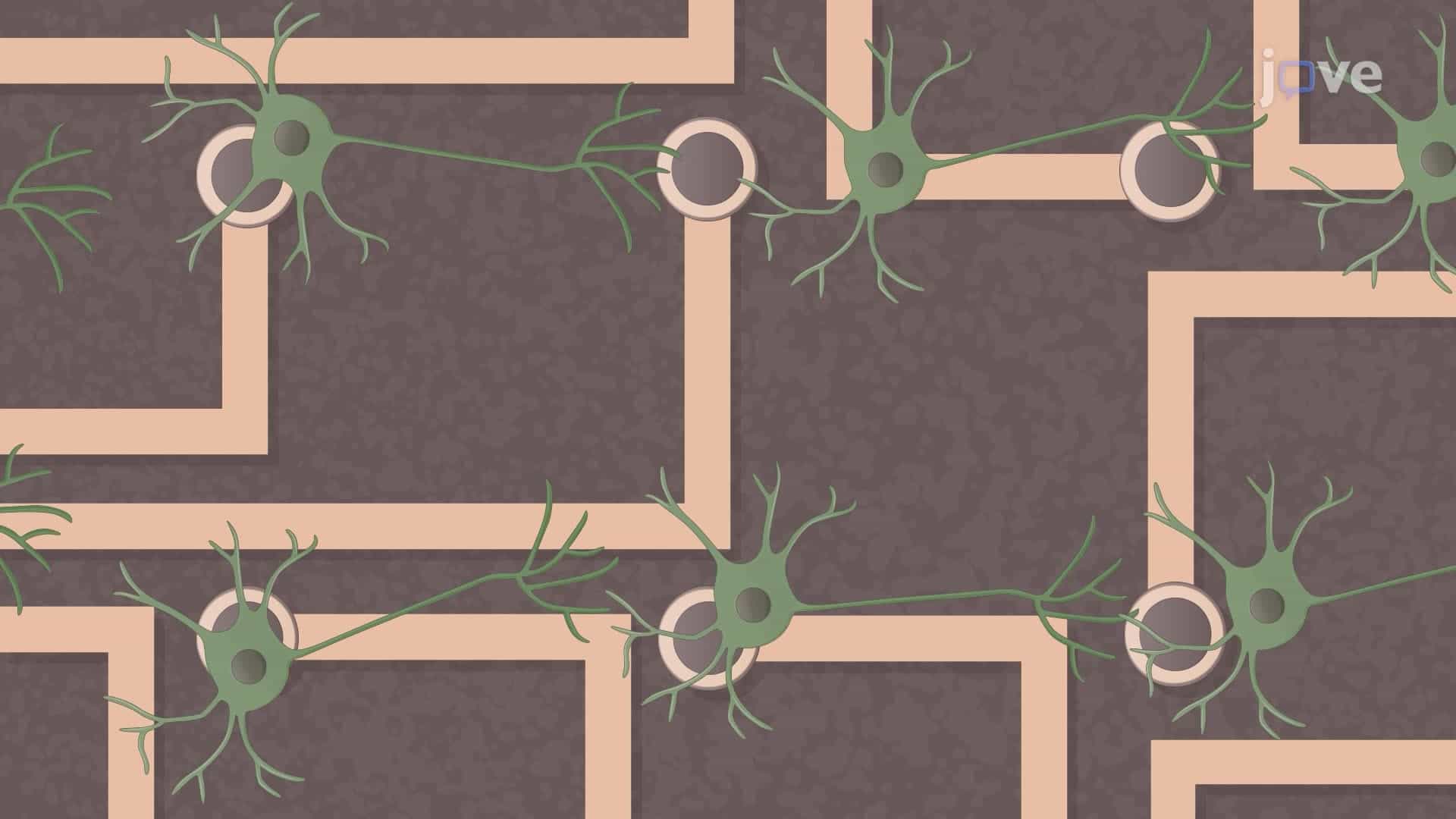 Assessing the Effects of Toxins on Chick Embryo Neural Network Development Using Multielectrode Arrays