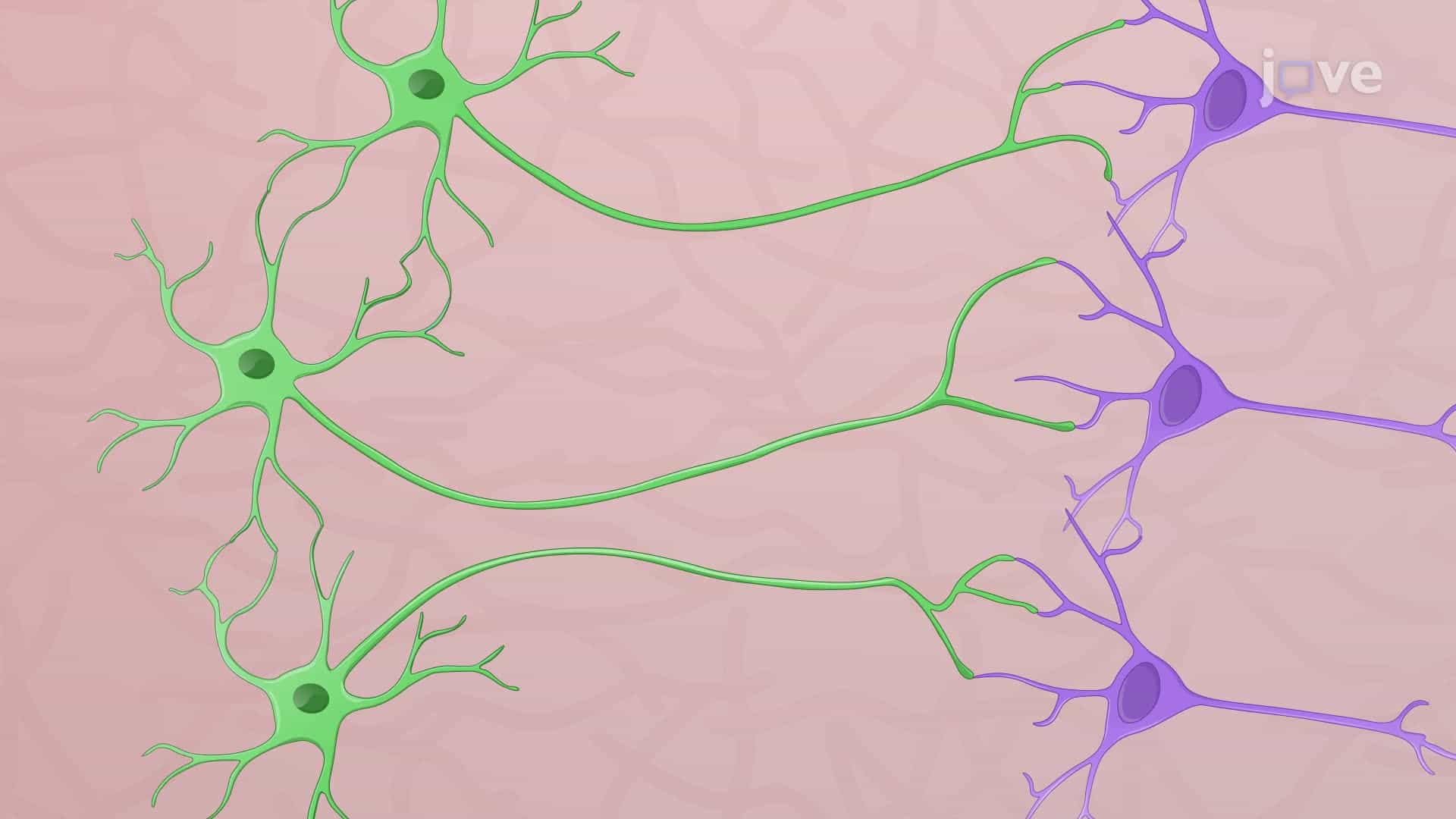 Optogenetic Control of Hippocampal Network Dynamics