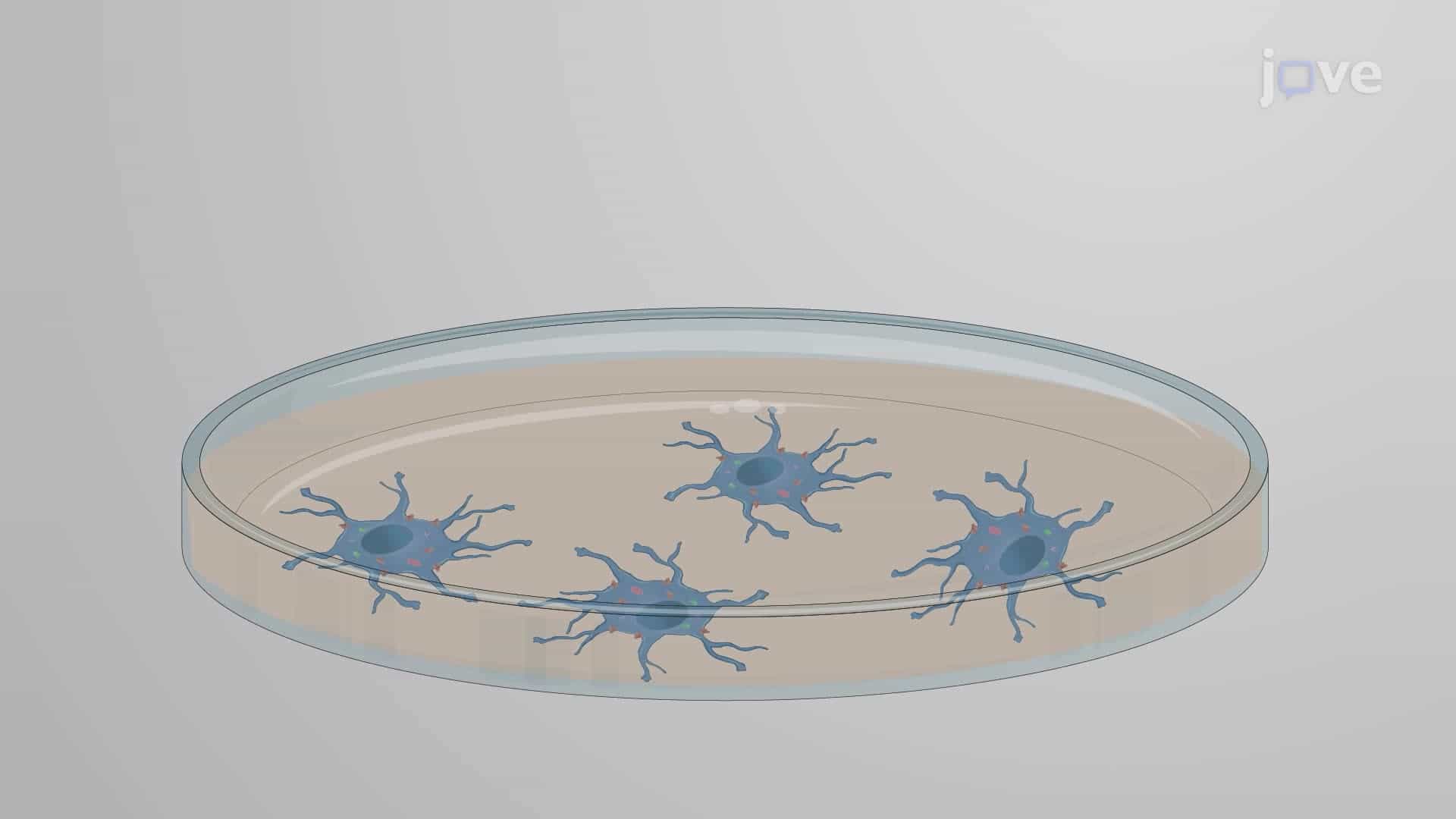 Isolation of Cell-Surface and Intracellular Proteins from an Astrocyte Culture