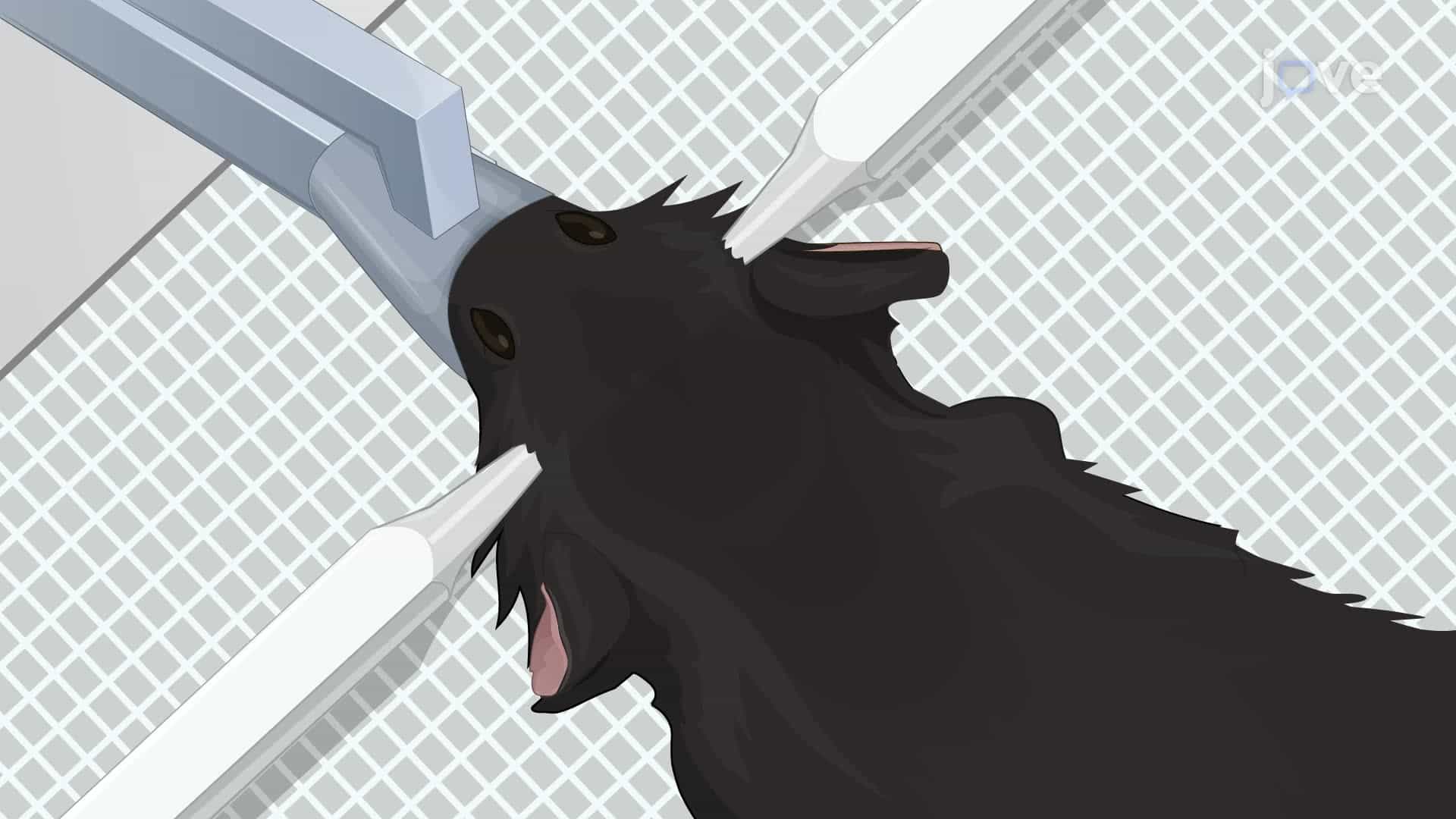 Delivery of a Traumatic Brain Injury to a Mouse Brain