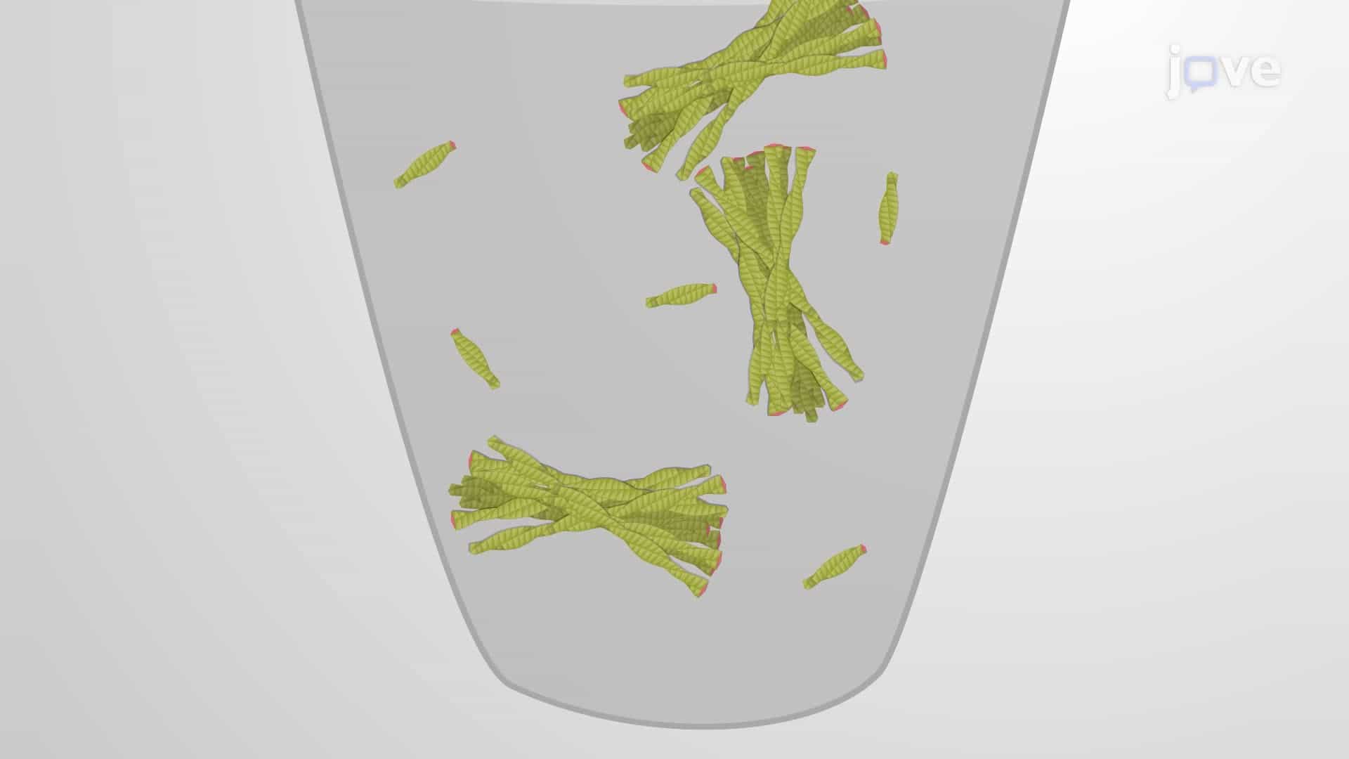 Isolation of Amyloid Fibrils from Brain Tissue Extract