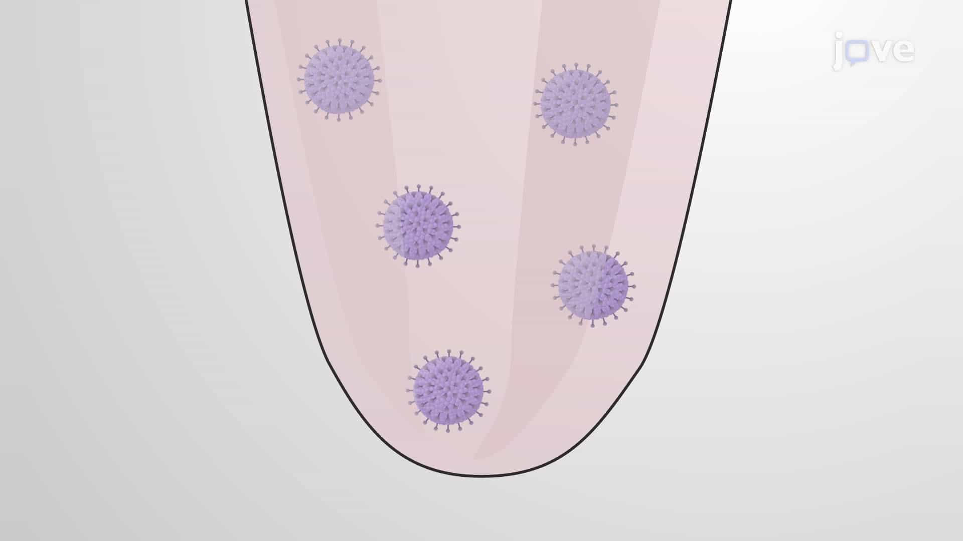 An Intracerebroventricular Injection to Analyze Murine Cytomegalovirus Distribution in a Neonatal Mouse Brain