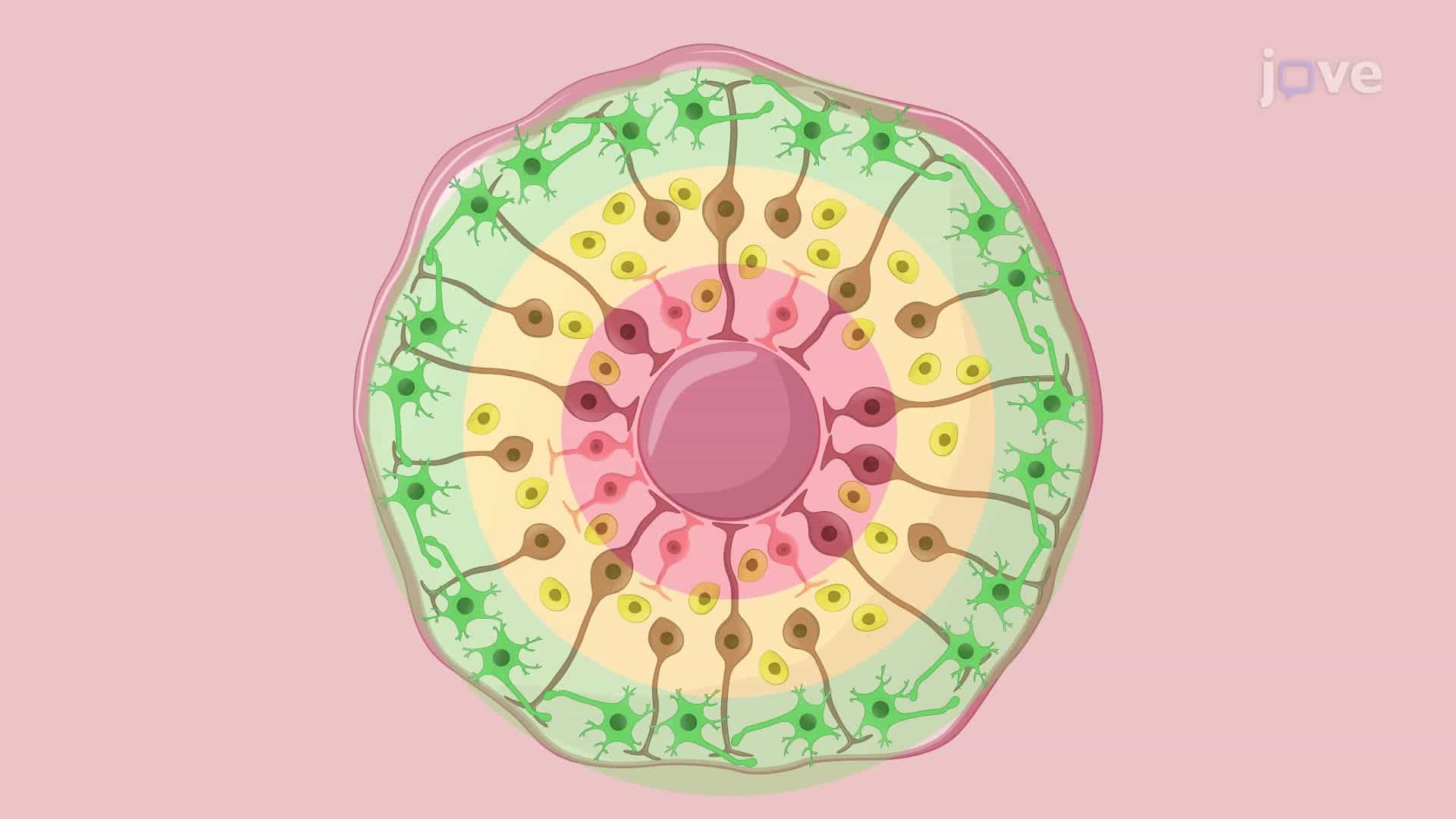 Developing an In Vitro Model of Zika Virus Infection in Cerebral Organoids
