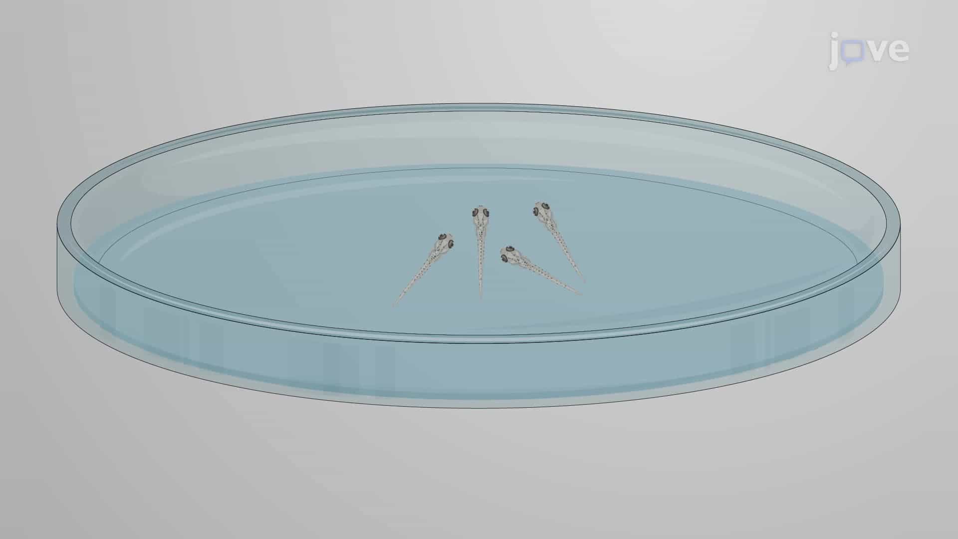 Inducing Neuroinflammation in Zebrafish Larvae with a Lipopolysaccharide Injection