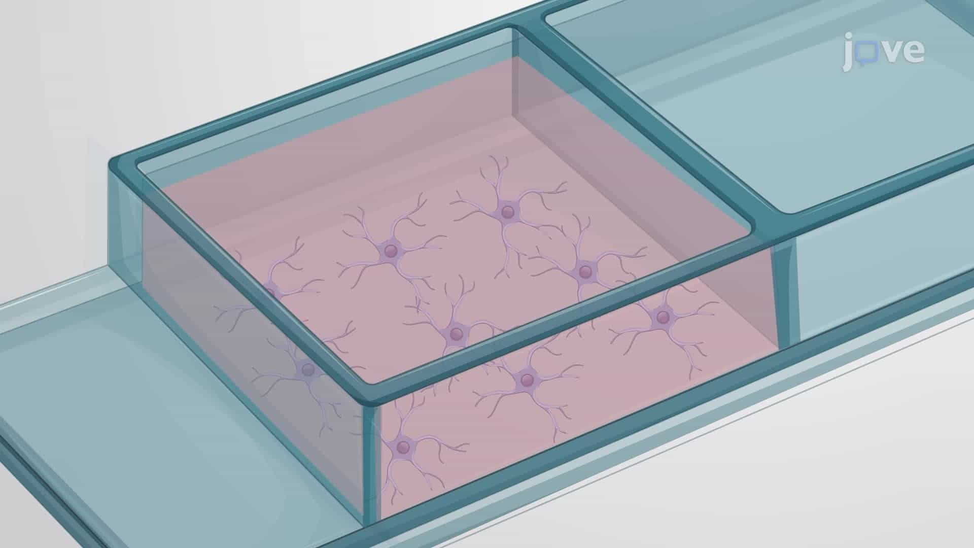 Fluorescence-Based Monitoring of Mitochondrial Stress in Astrocytes
