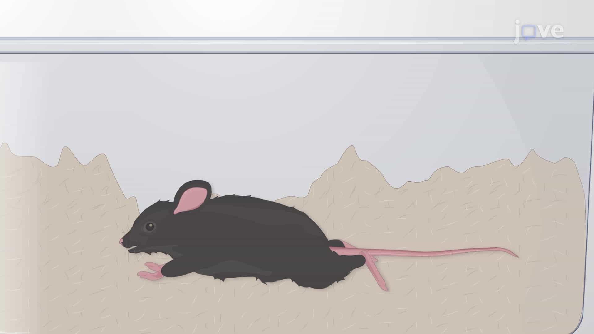 Determining Blood-Brain Barrier Disruption Using Fluorescent Dyes in an EAE Mouse Model