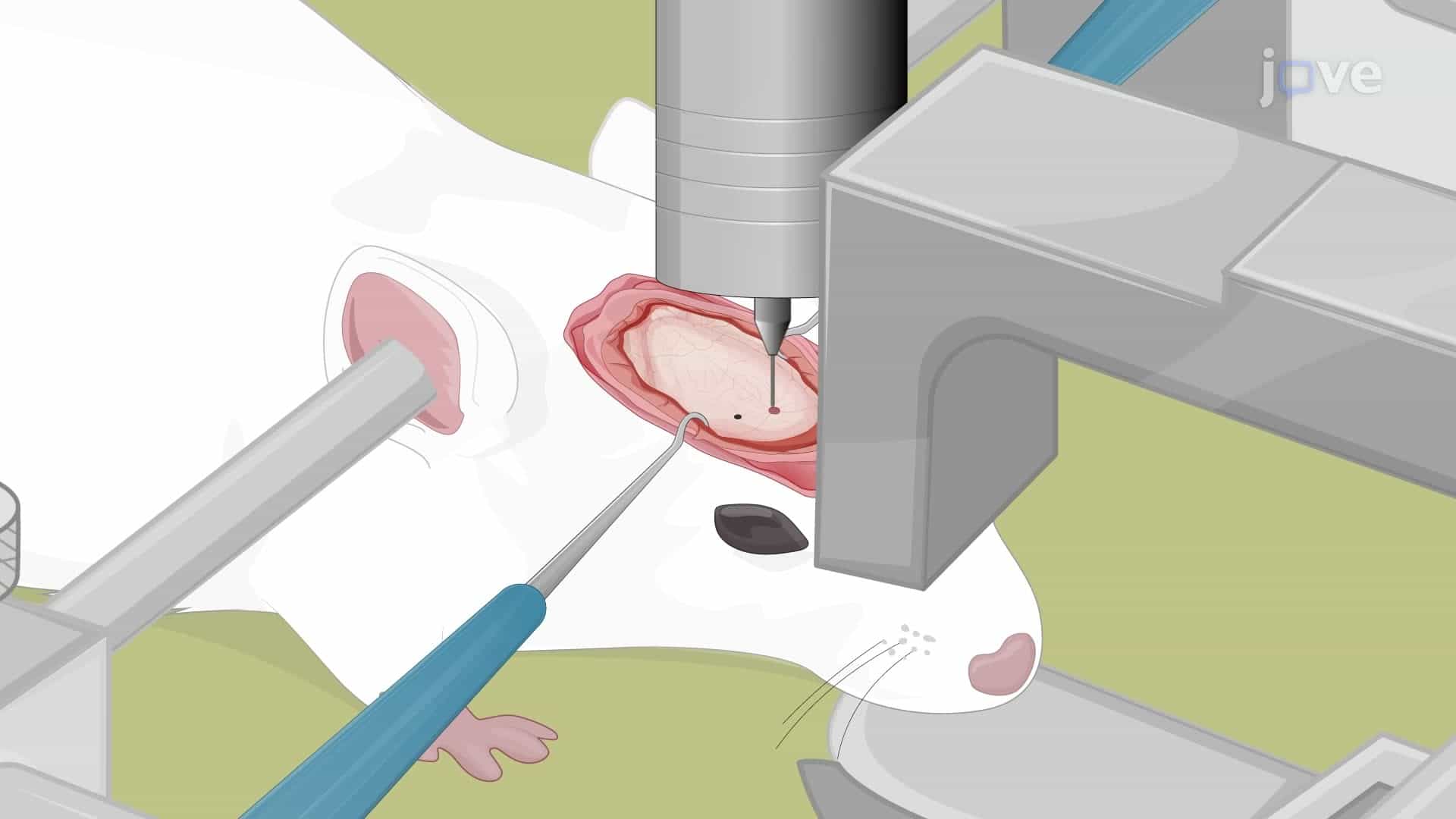 Establishing an Active HIV Infection in a Rat Model
