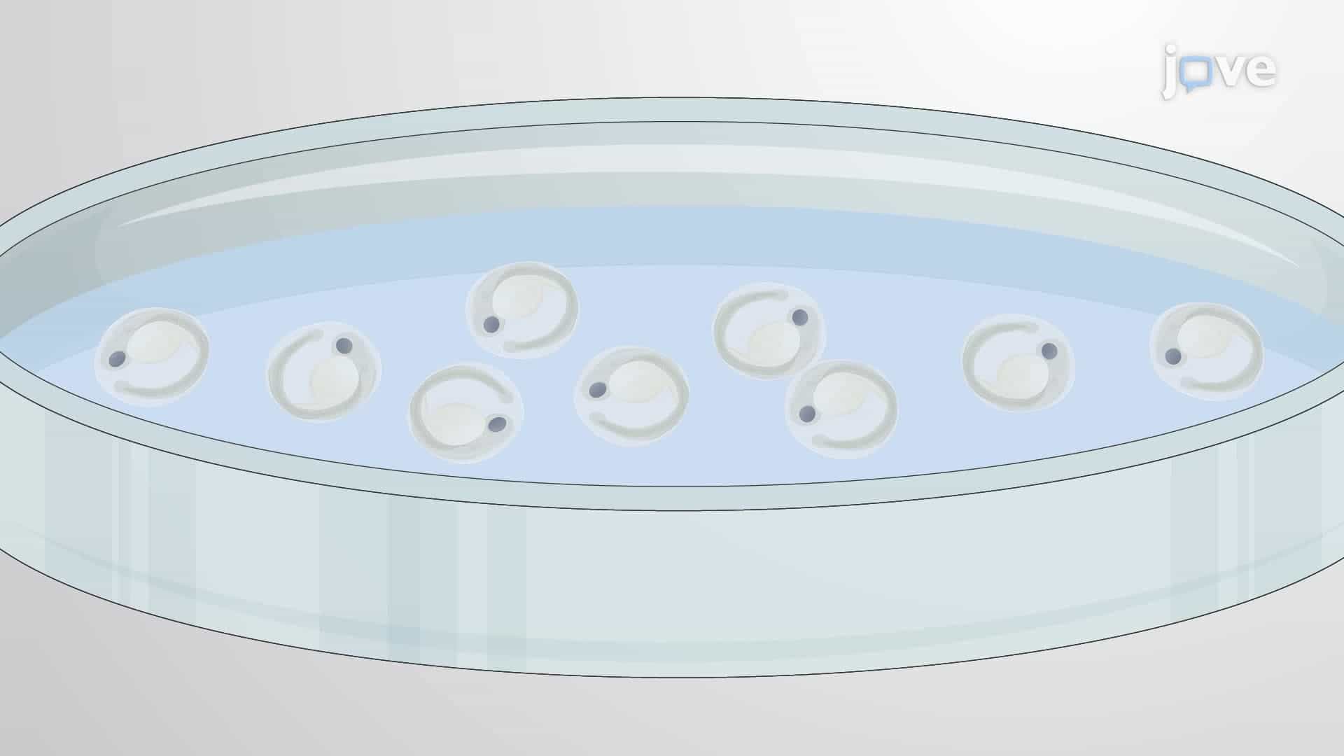 Modeling Drug-Induced Hemorrhage in Zebrafish Larva