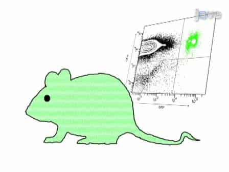 A Mouse Model of in Utero Transplantation