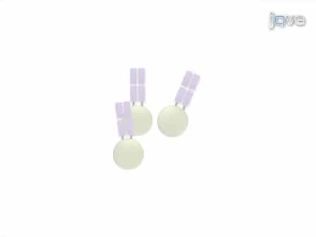 Retroviral Transduction of T-cell Receptors in Mouse T-cells