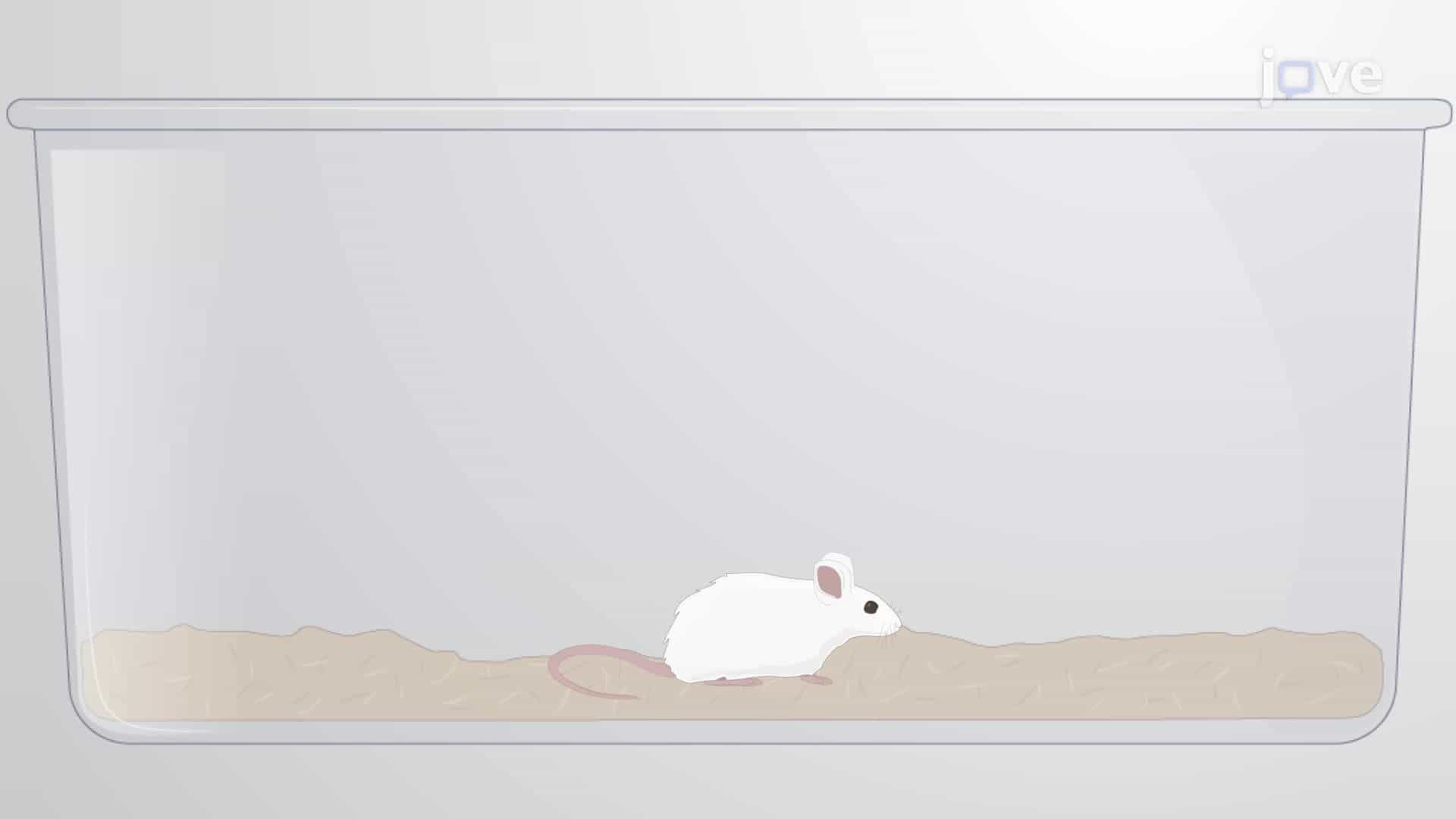 Establishing a Mouse Model of Neonatal Hypoxic-Ischemic Brain Injury
