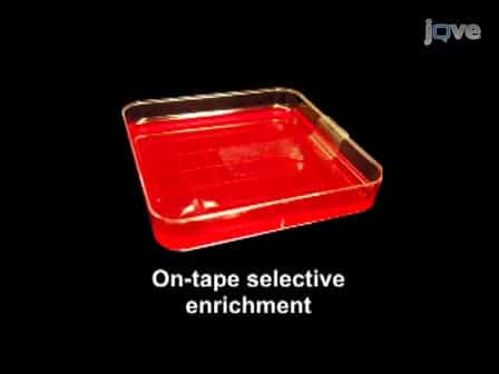 Combination of Adhesive-tape-based Sampling and Fluorescence in situ Hybridization for Rapid Detection of Salmonella on Fresh Produce