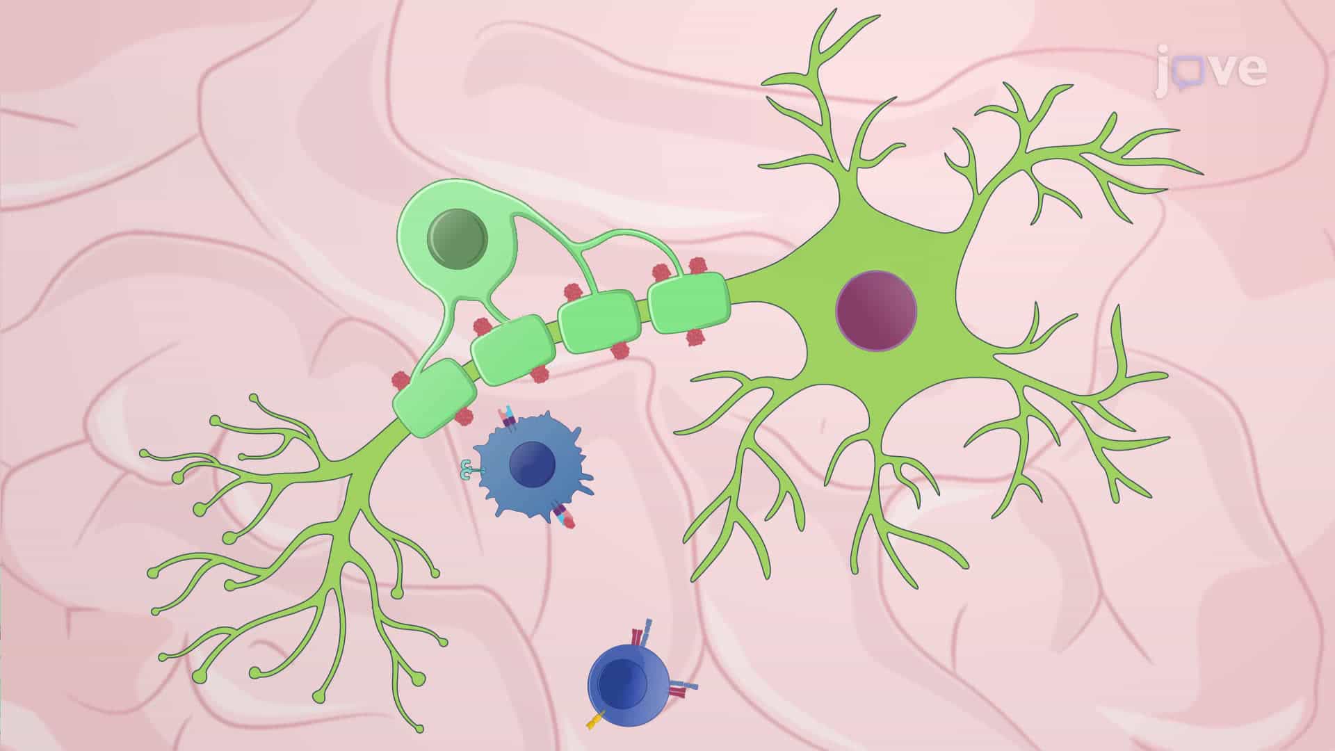 Induction of Experimental Autoimmune Encephalomyelitis in a Mouse Model