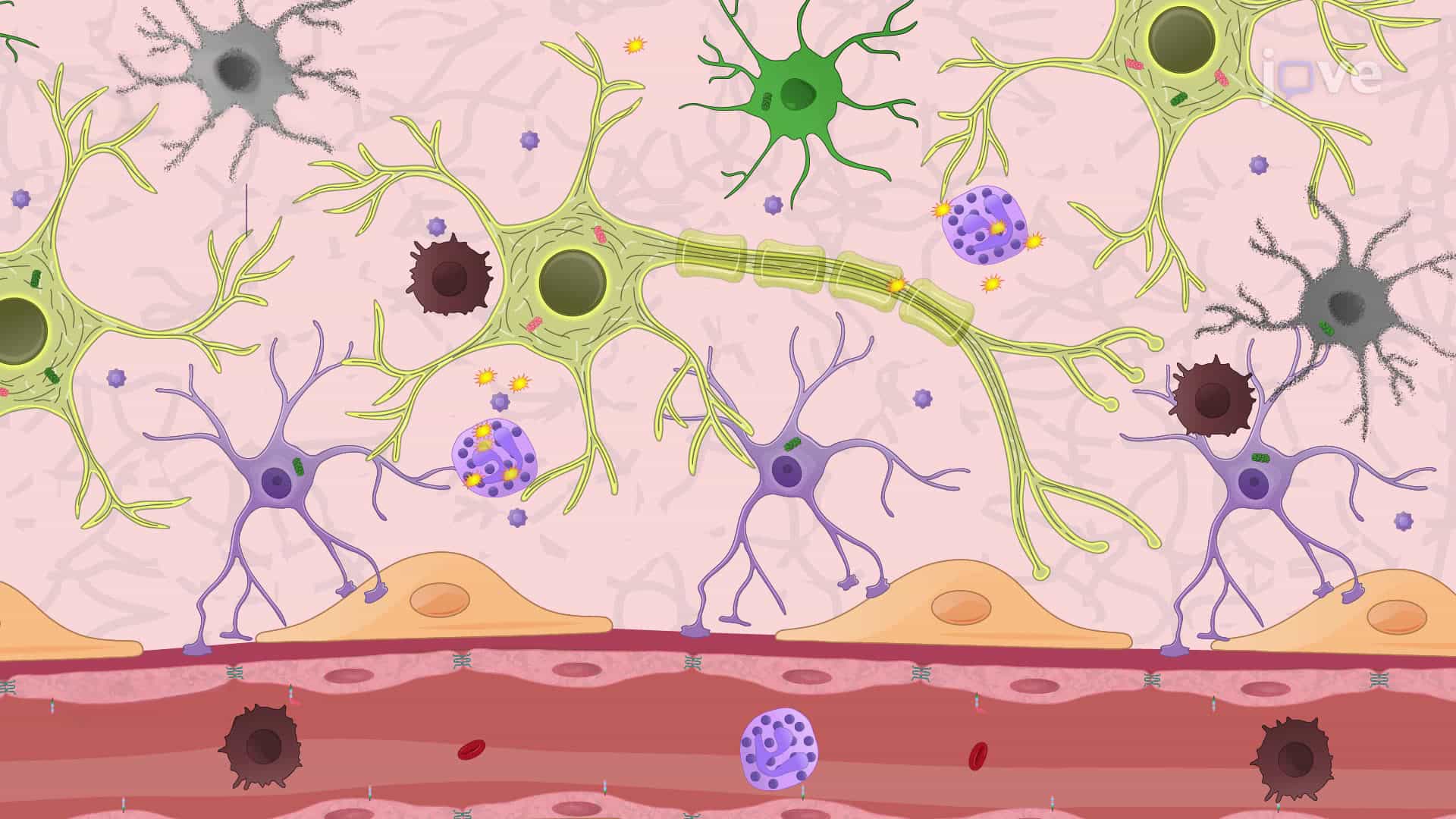 Induction of Neuroinflammation in Mice via Injection of Alpha-Synuclein Fibrils