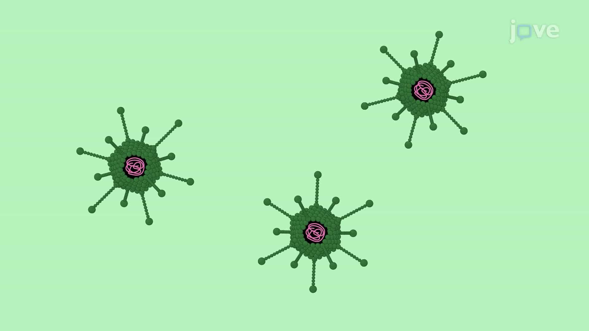 A Viral Vector Injection into the Rat Substantia Nigra for Neurodegenerative Disease Modeling