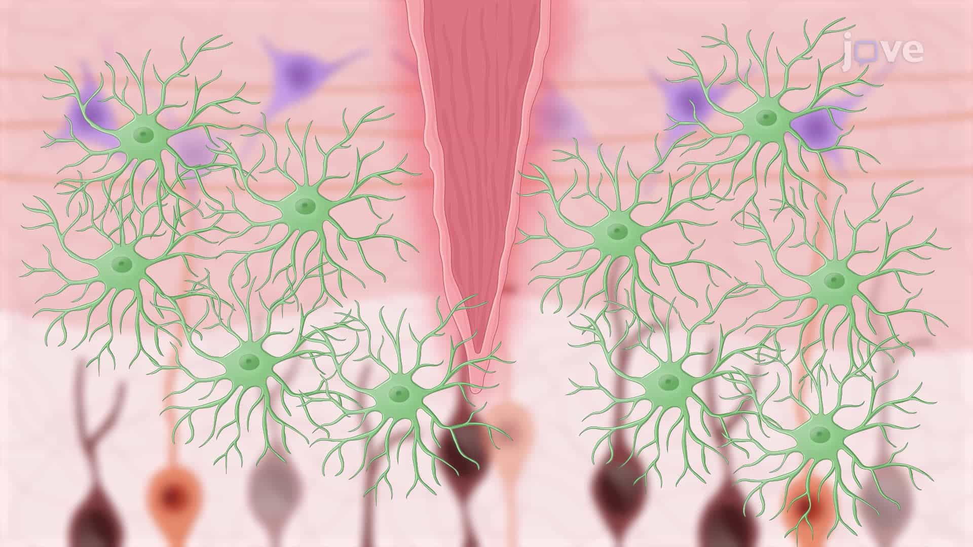 Generating A Cortical Stab Injury in a Mouse Model to Induce Reactive Astrogliosis