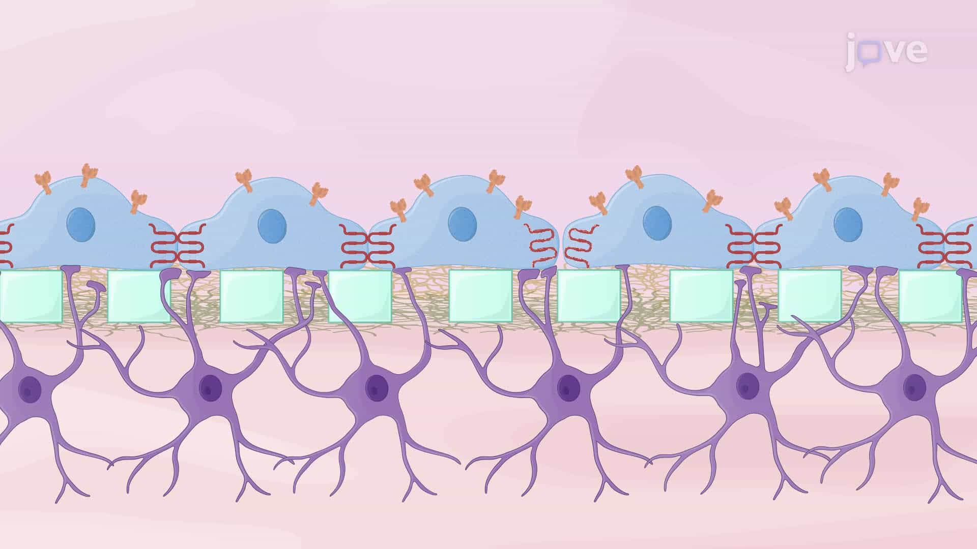 Studying the Permeation of FITC and FITC-Ferritin through an In Vitro Blood-Brain Barrier Model