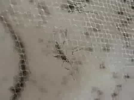 Preventing the Spread of Malaria and Dengue Fever Using Genetically Modified Mosquitoes