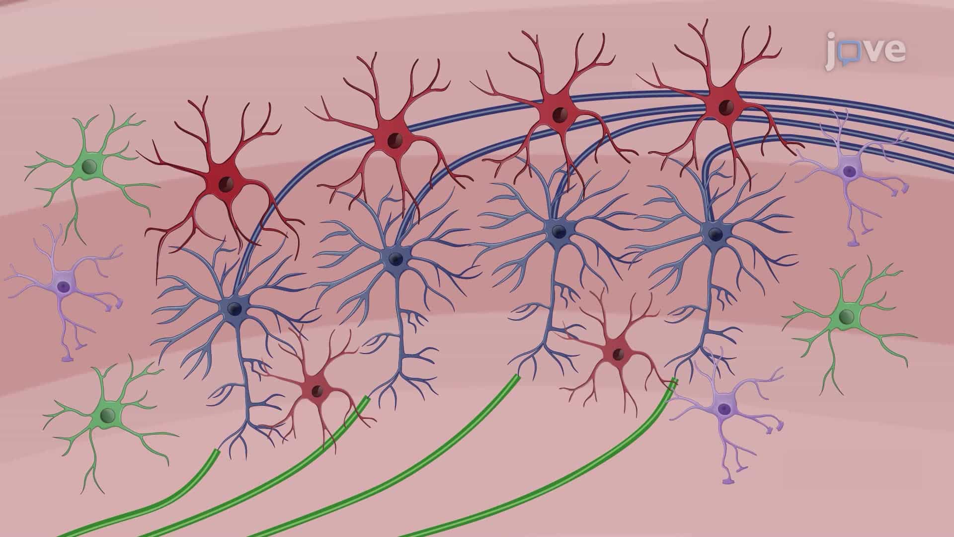 Handling-Induced Seizures in a Mouse Model