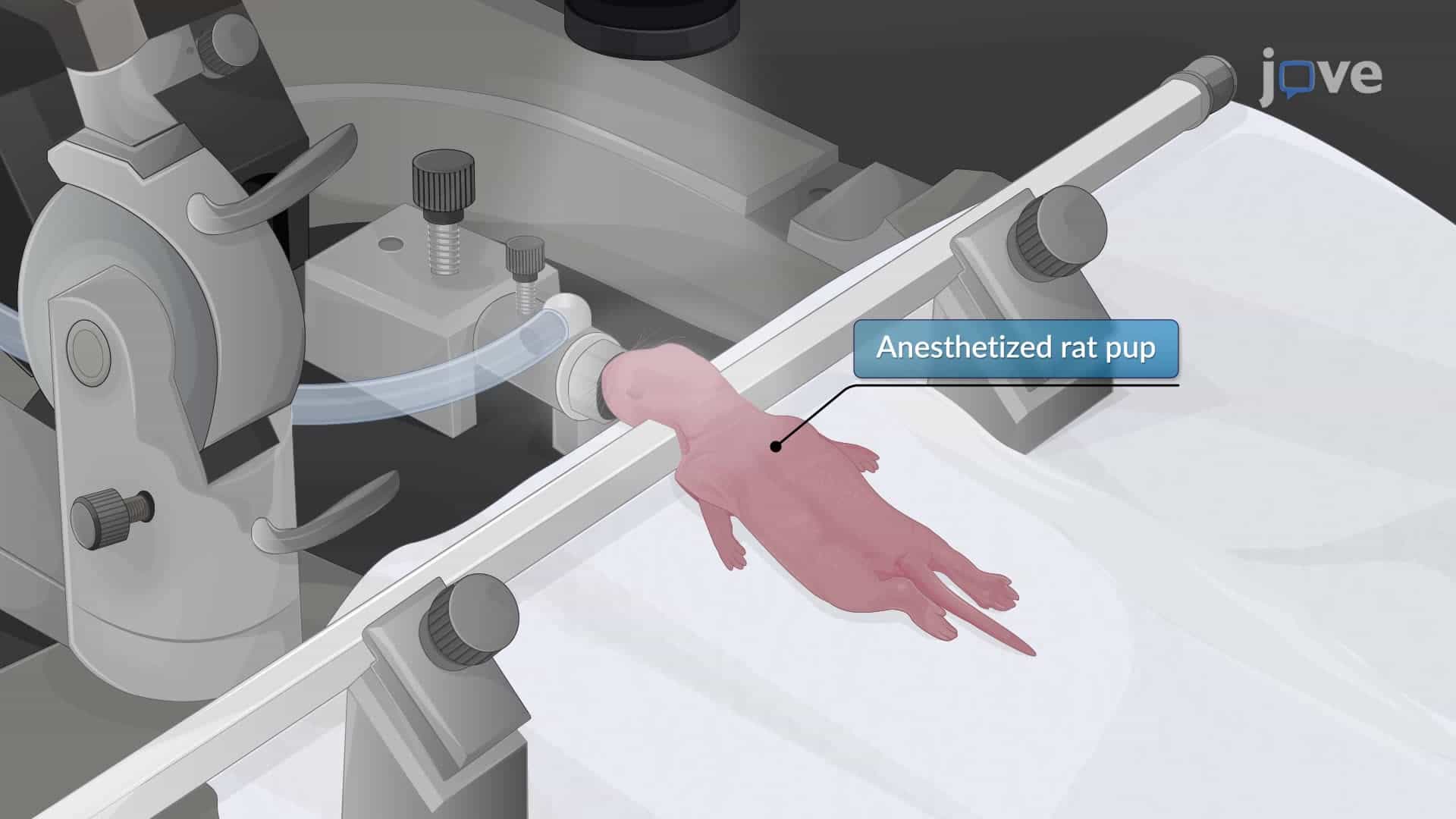 Modeling Neonatal Intraventricular Hemorrhage Through Intraventricular Injection of Hemoglobin
