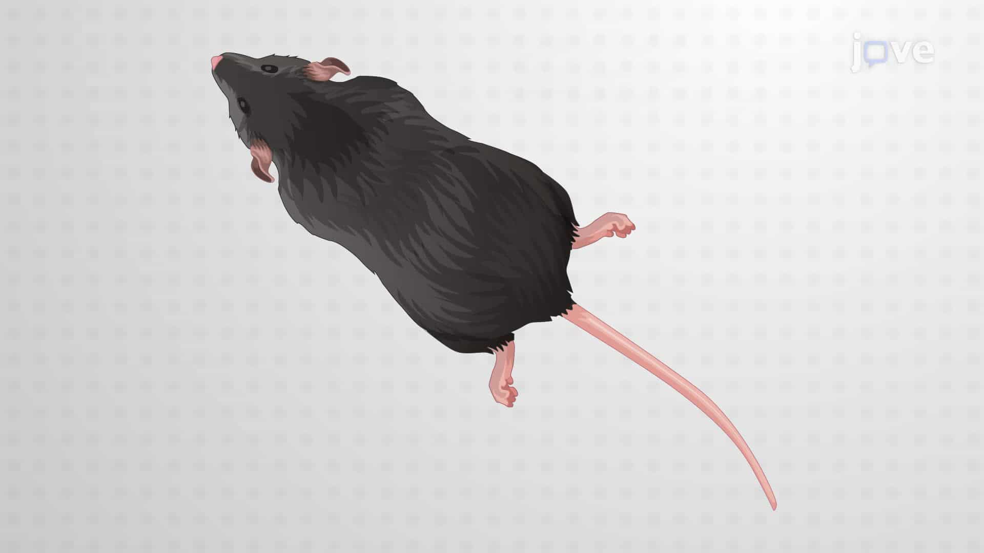 Triggering and Monitoring Heat-Induced Seizures in a Transgenic Mouse Model