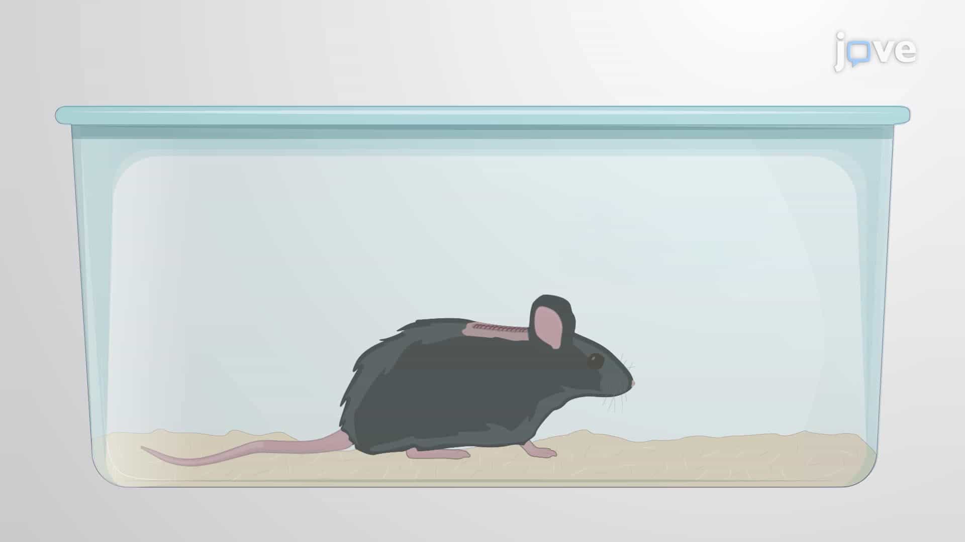 Demyelination and Remyelination of Mouse Spinal Cord Neurons