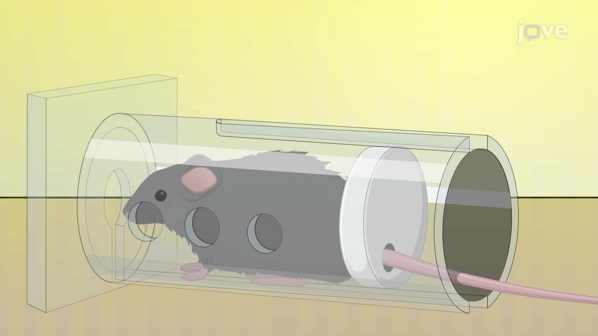 Inducing Depression-like Behavior in a Mouse via Immobilization Stress