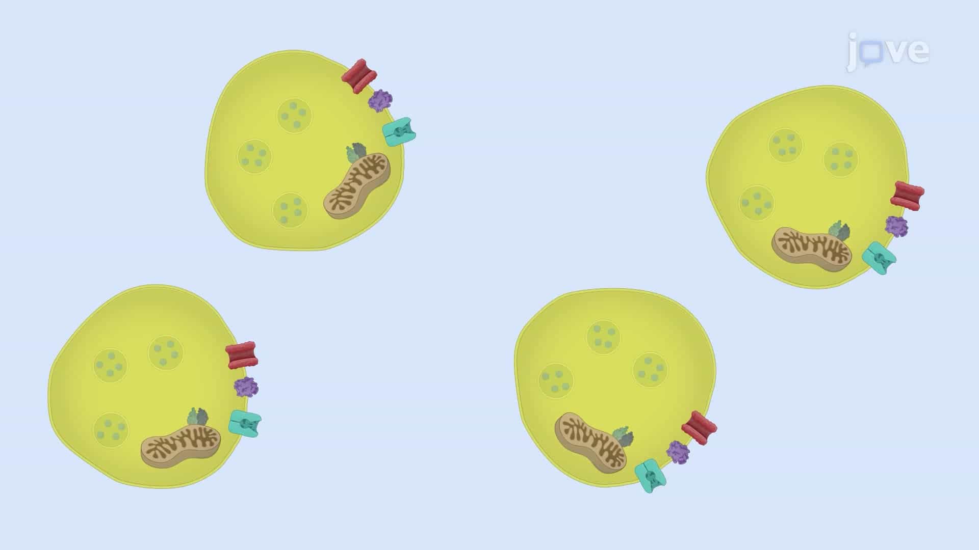 Measuring Dopamine Uptake in Mouse Brain Synaptosomes Using Radiolabeled Dopamine