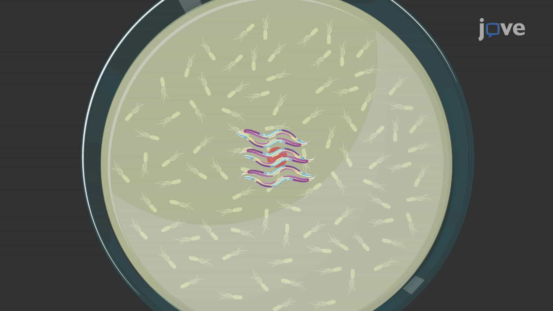Evaluating Motor Impairment in C. elegans Models Using the Radial Locomotion Assay