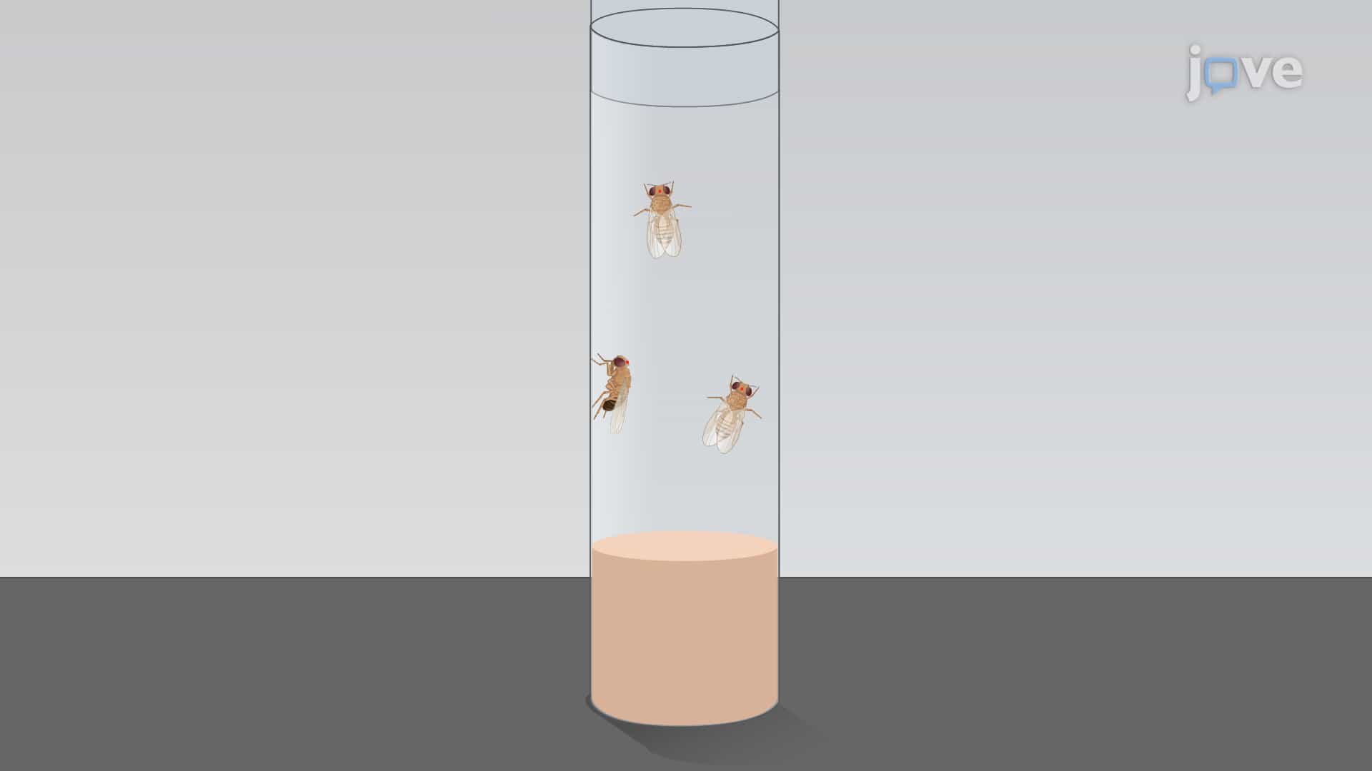 Inducing Penetrating Traumatic Brain Injury in Adult Drosophila Flies
