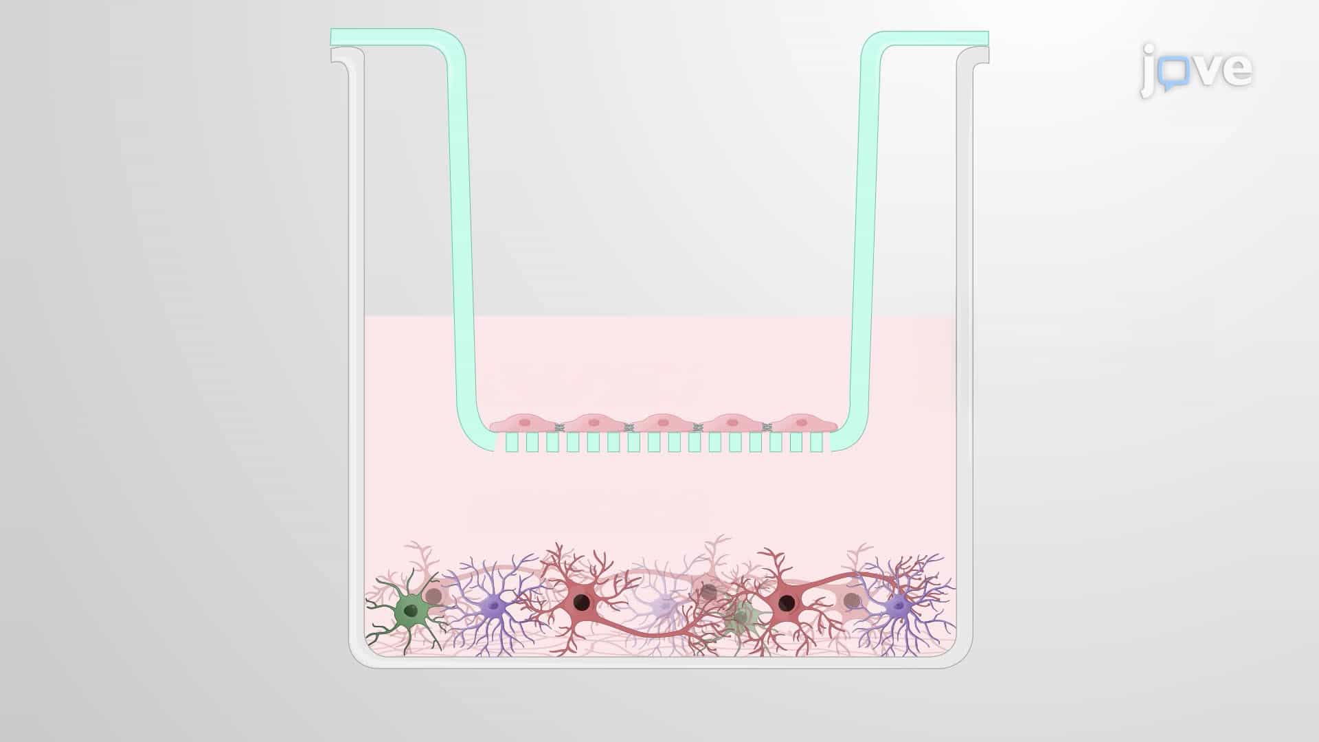 An In Vitro Model for Studying Pathogen Crossing of the Blood-Brain Barrier and Brain Cell Infection