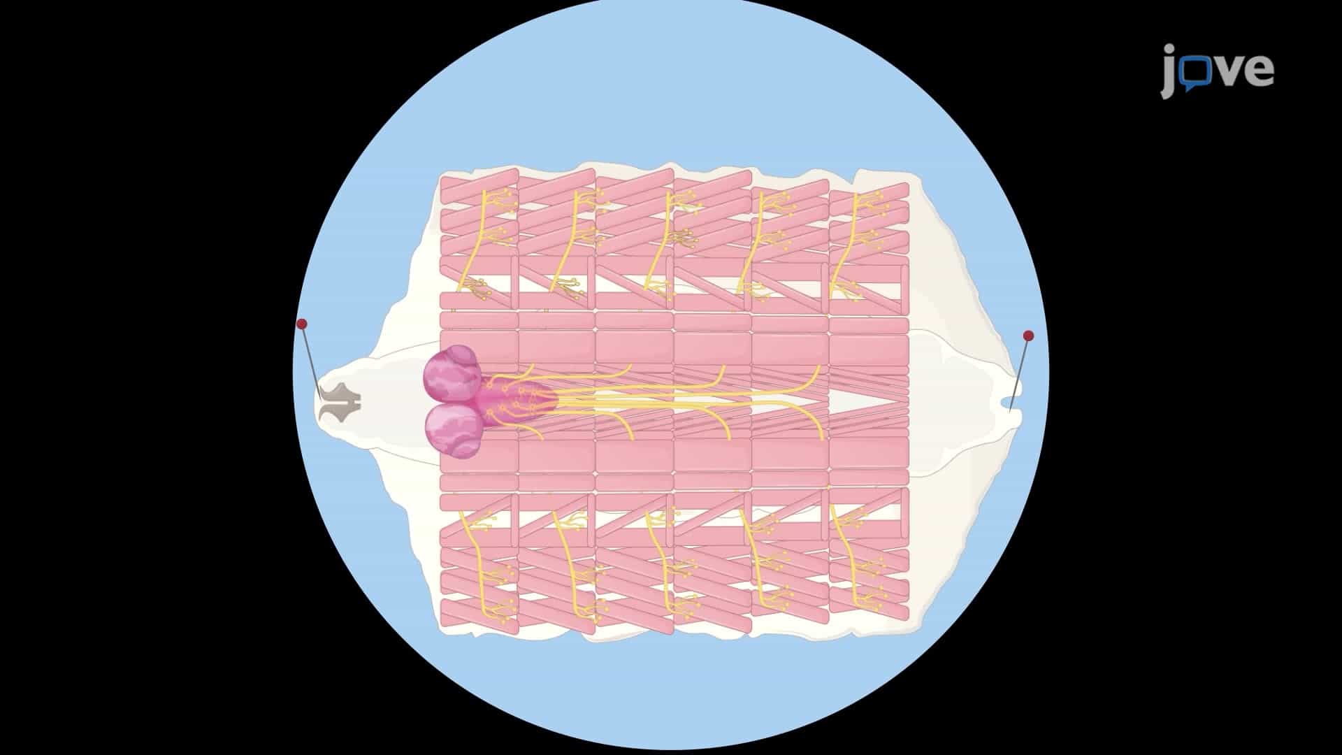 Assessing Glucose Uptake in the Motor Neurons of Drosophila Larvae with Upregulated Glucose Metabolism