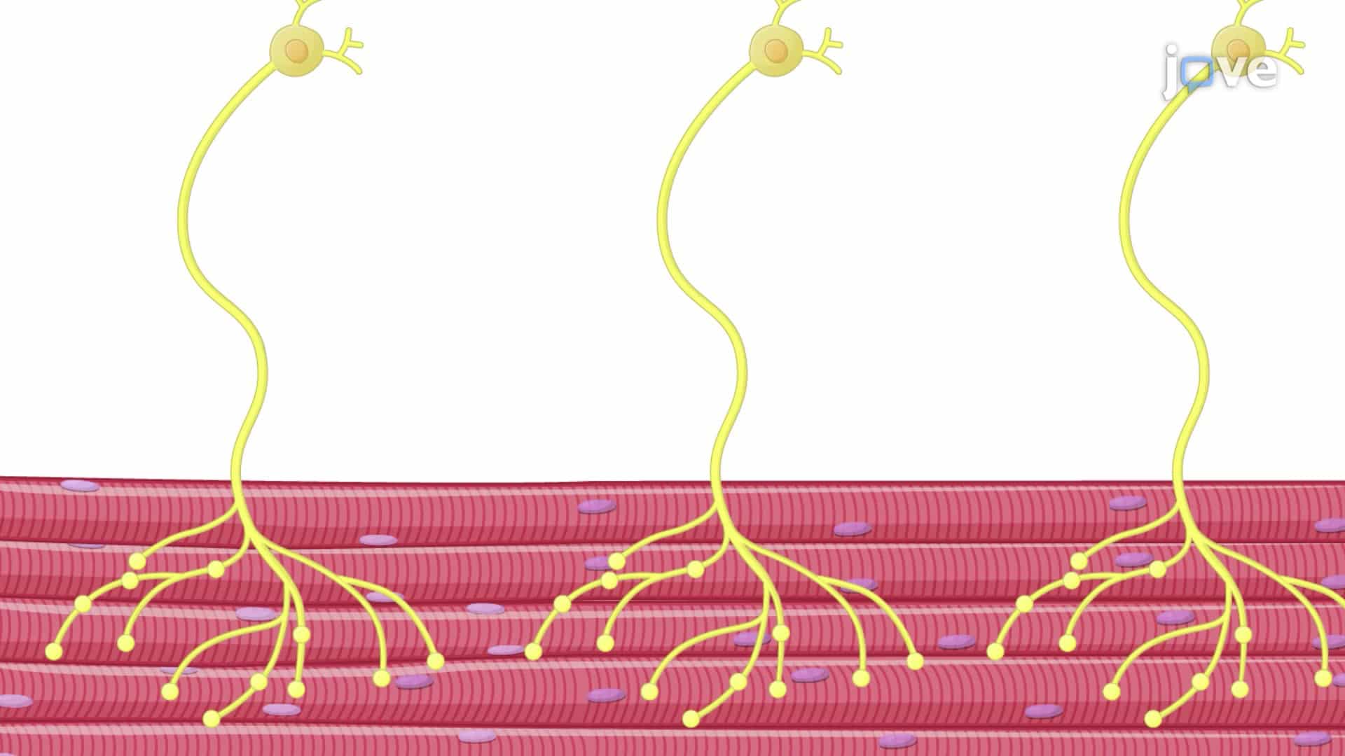 Detection of Protein-Protein Interactions in Drosophila Larvae Using a Proximity Ligation Assay