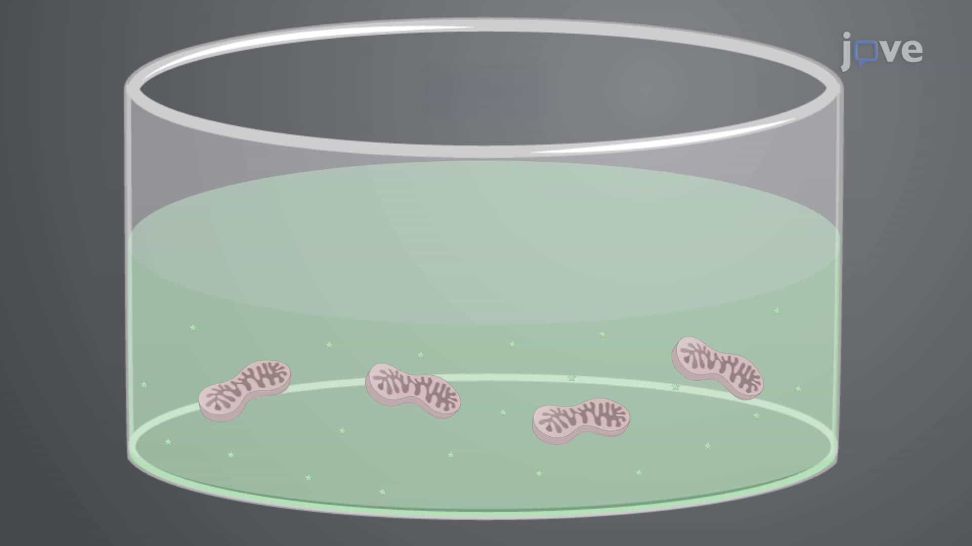 Determination of the Calcium Retention Capacity of Isolated Mitochondria