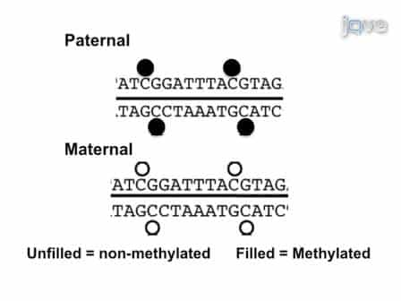 Determination of DNA Methylation of Imprinted Genes in Arabidopsis Endosperm
