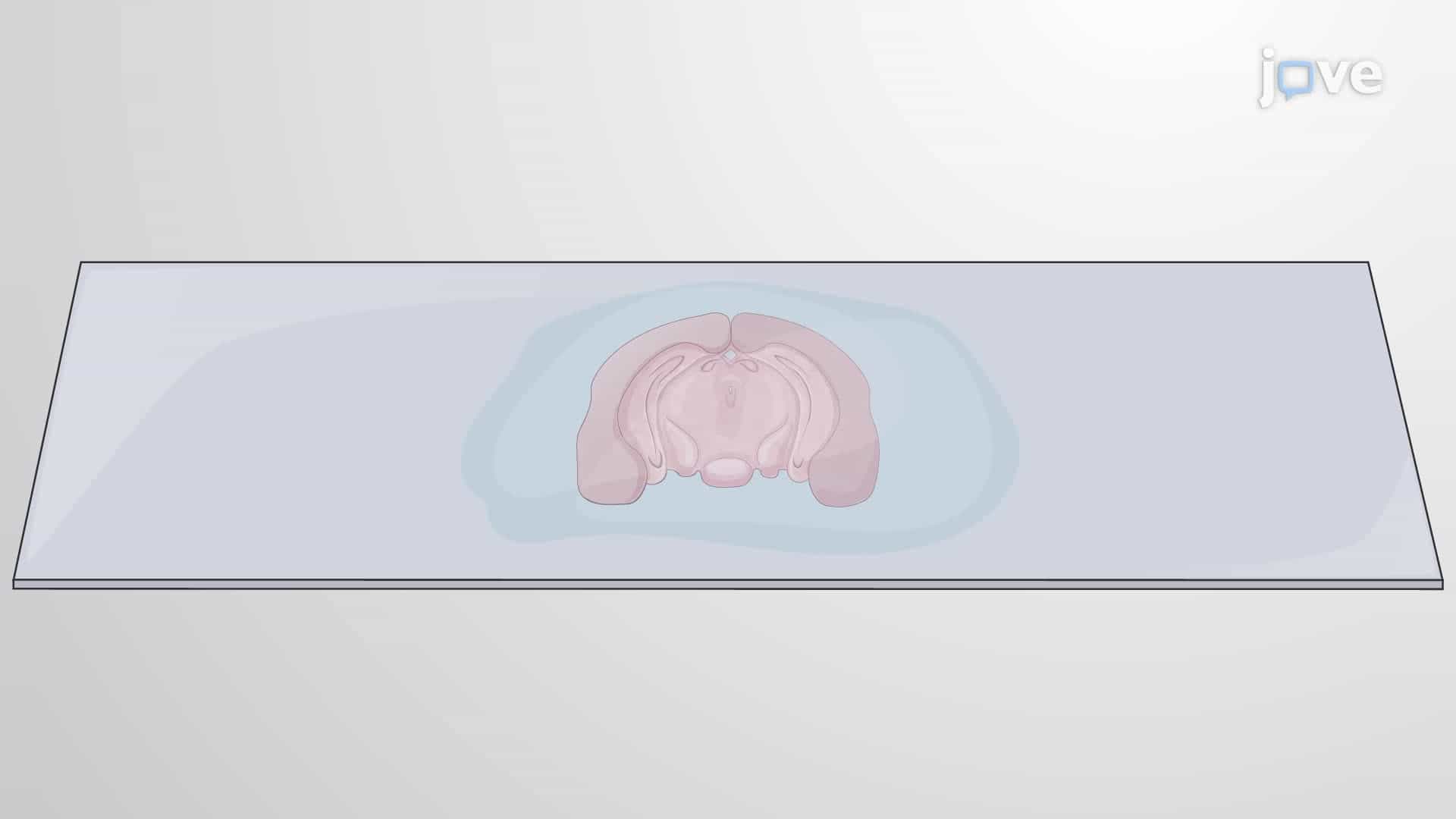 TUNEL Assay for Detecting Apoptotic Cell Death in a Brain Slice
