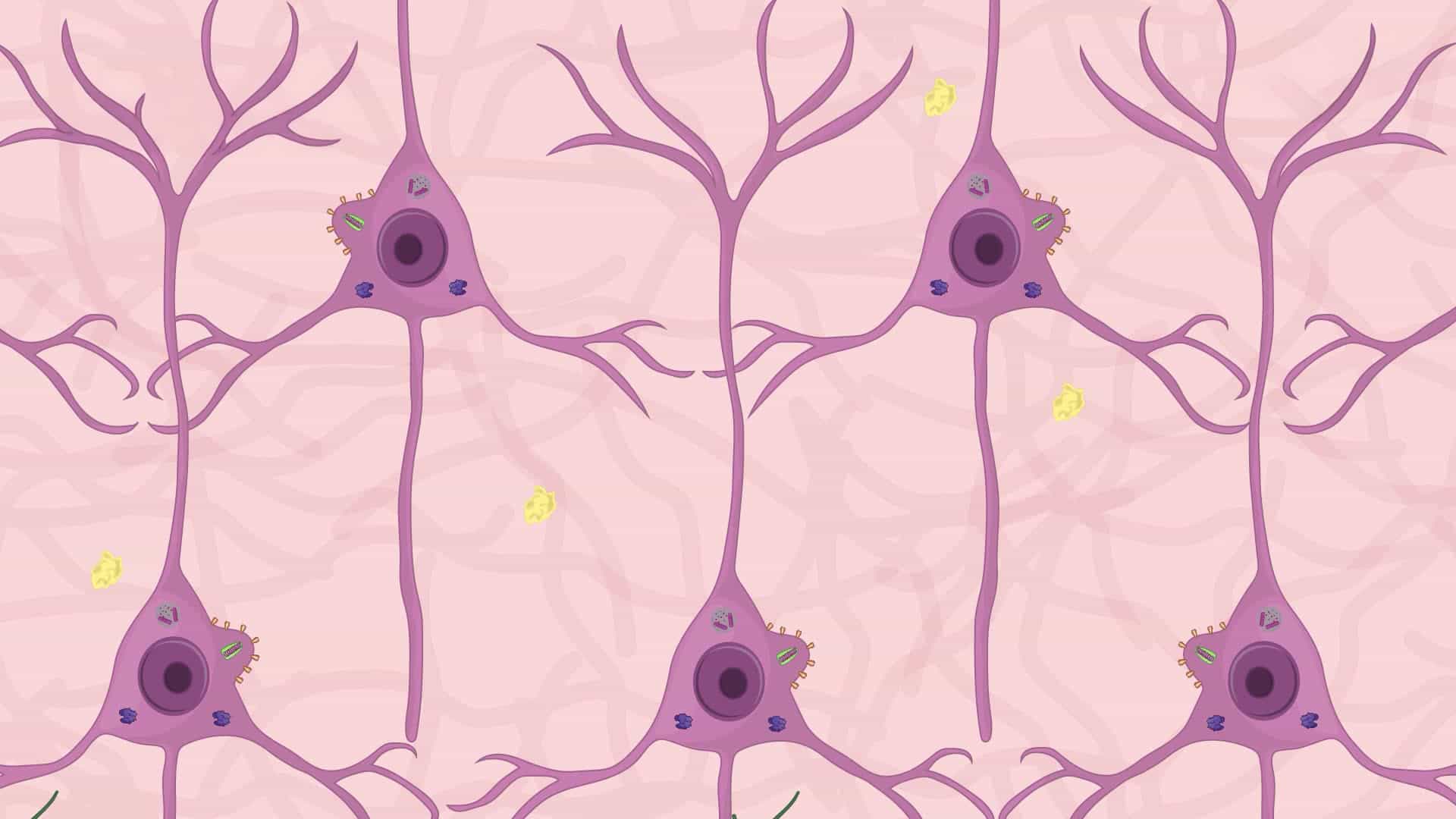 Detection of Viral Proteins in Rabies Virus-Infected Mouse Brain Tissue