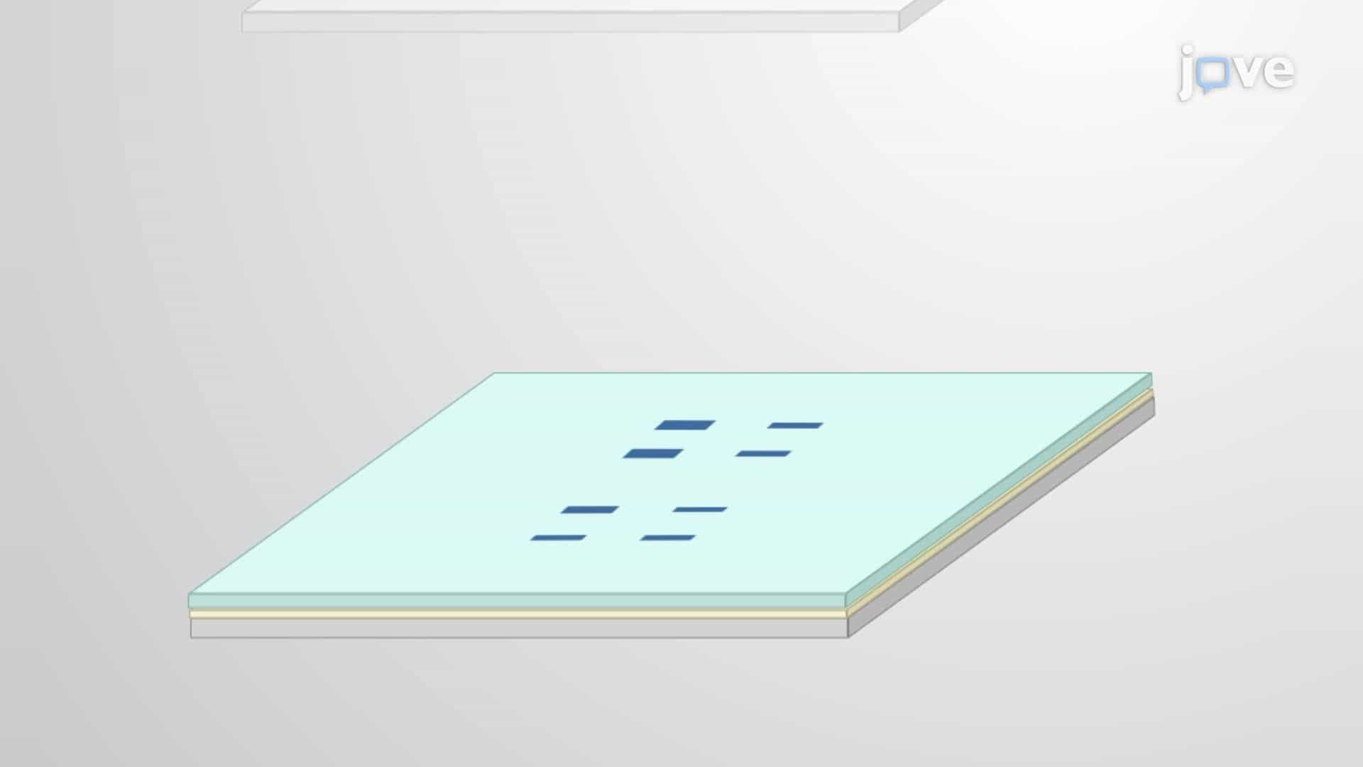 Detection of Phosphorylated Tau Proteins in Mouse Brain Samples Using Western Blot Analysis