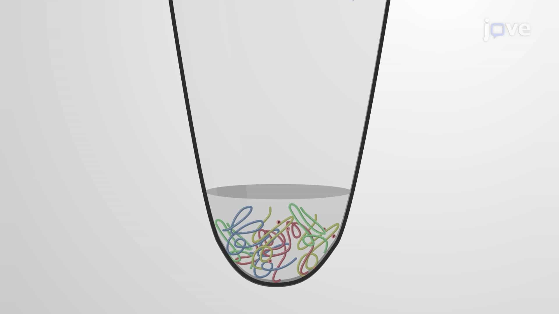 Detection of Phosphorylated Alpha-Synuclein Using Western Blotting